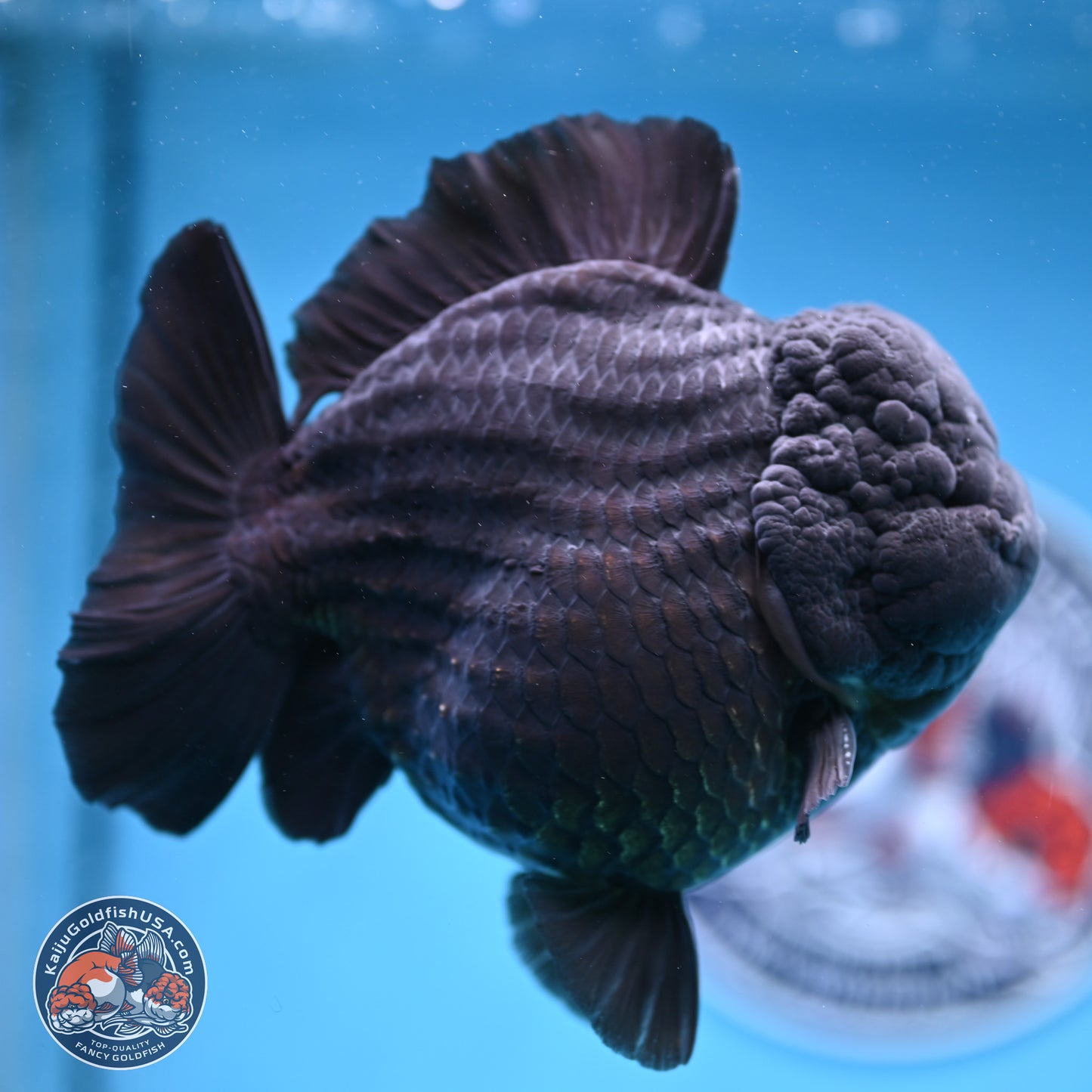 Jumbo Shogun Jet Black Godzilla Oranda 6.5 inches - Male (241122_OR22) - Kaiju Goldfish USA