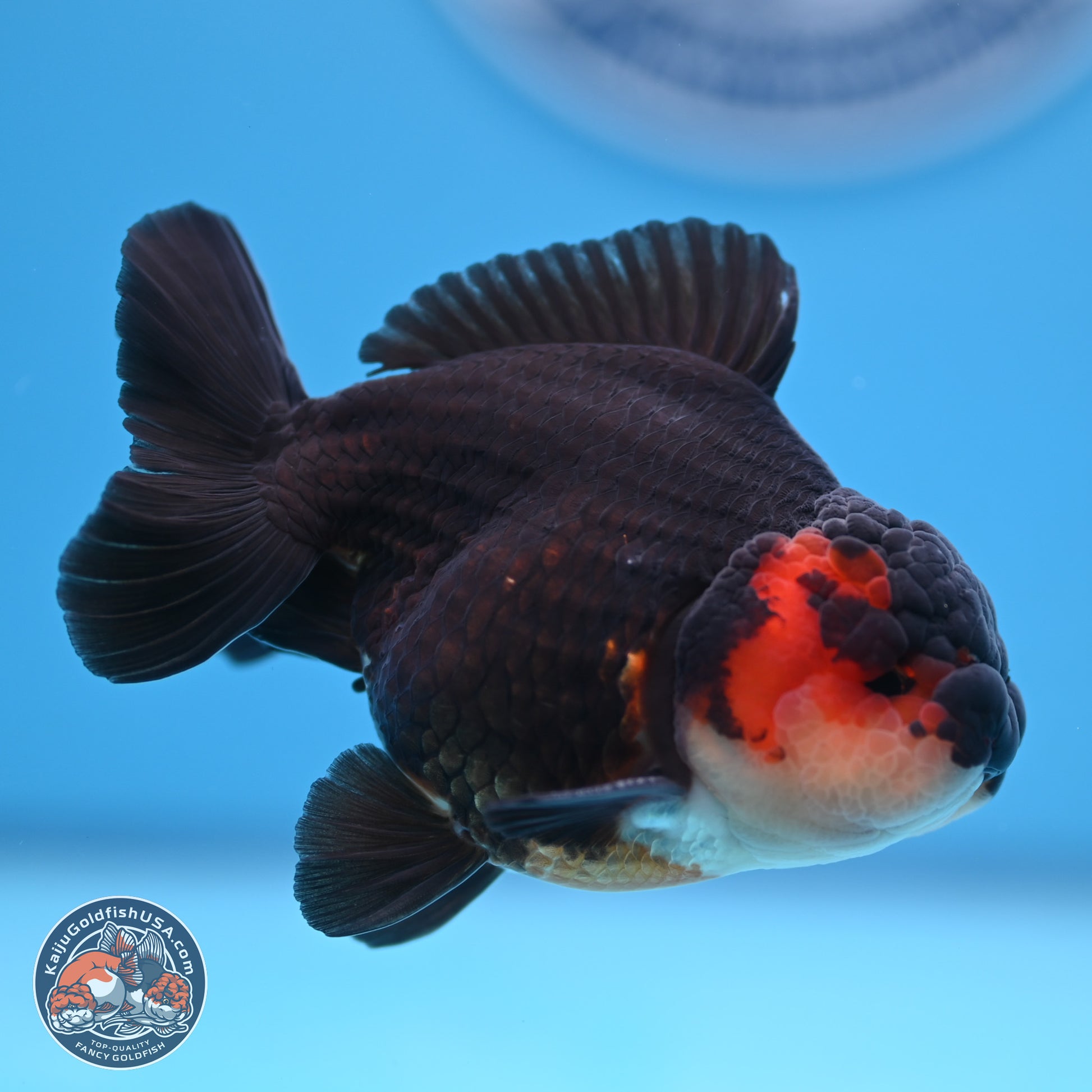 Tricolor Oranda 3.5-4.5 inches (240913_OR22) - Kaiju Goldfish USA