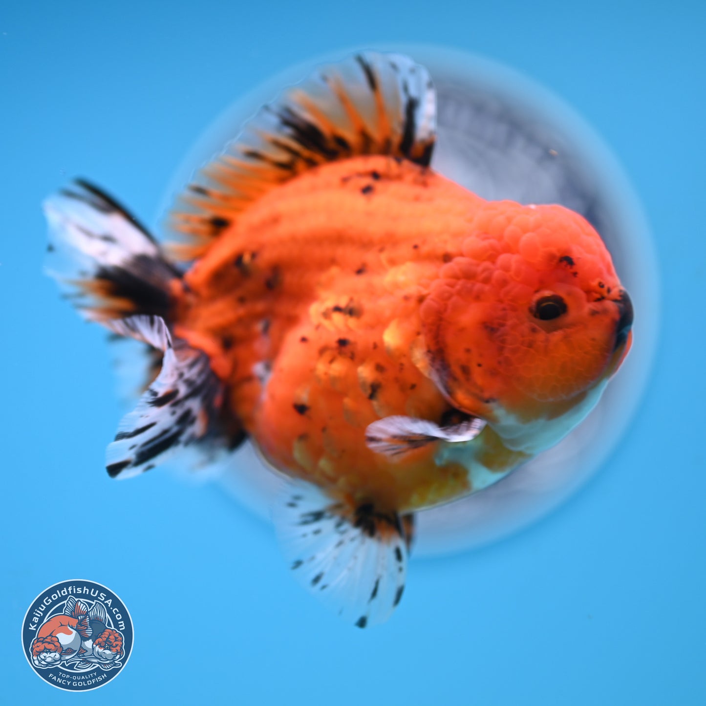 Shogun Tiger Oranda 3.75 inches Body - Male (250131_OR22)