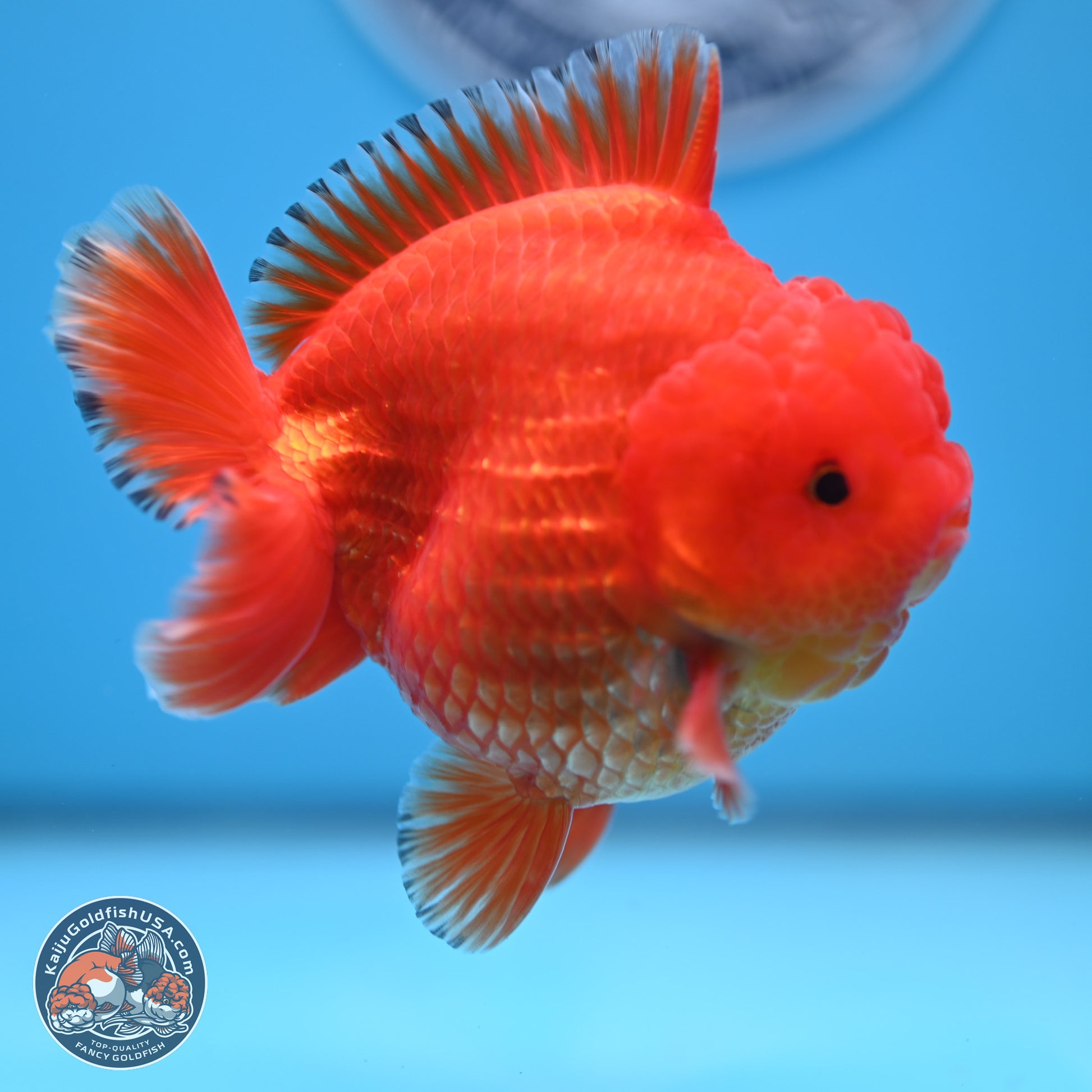 Classic Red YuanBao Oranda 3.5 inches Body - Male (241227_OR22) - Kaiju Goldfish USA