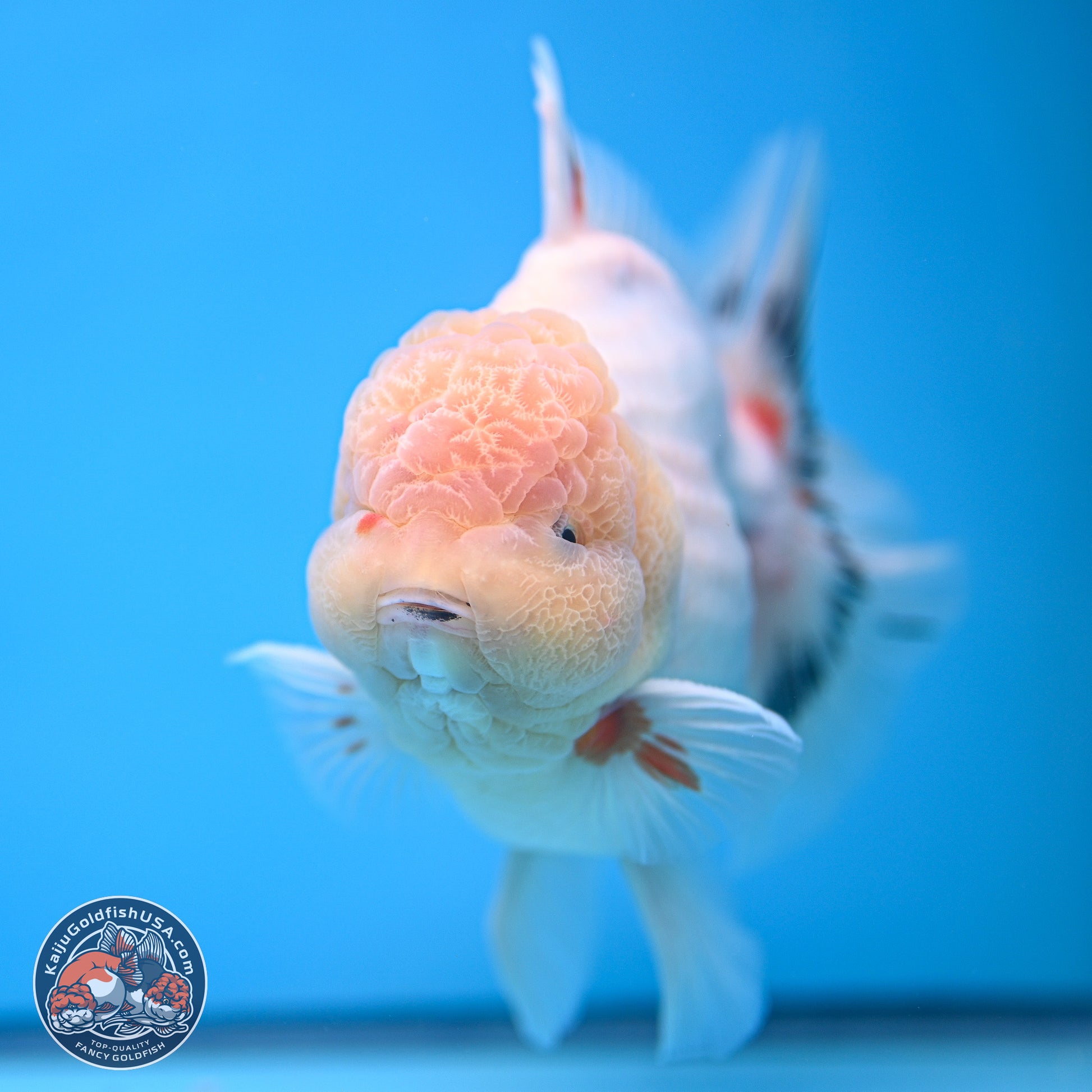 Jumbo Shogun Calico Rose Tail Oranda 6.5 inches - Male (241115_OR22) - Kaiju Goldfish USA