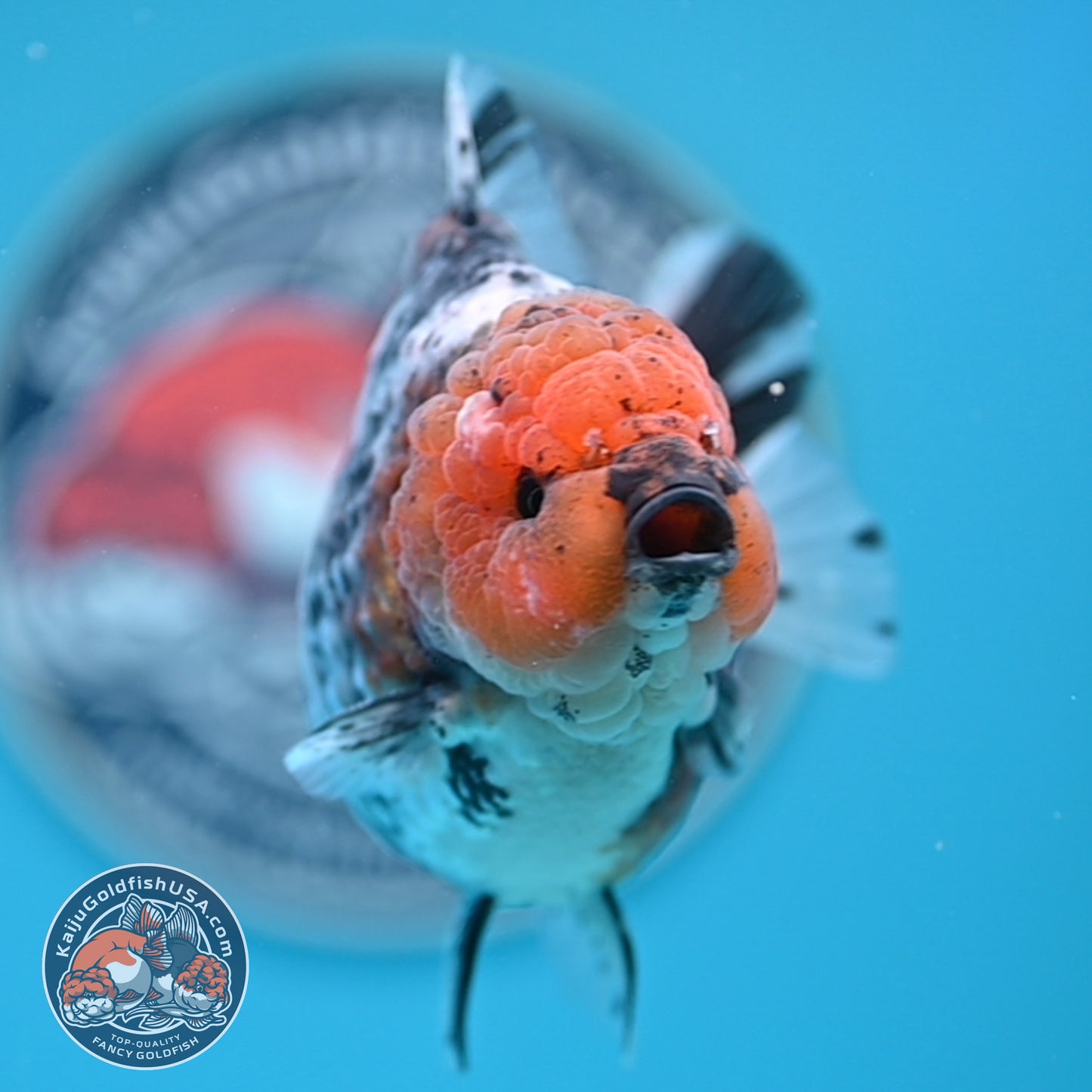Shogun Blue Base Tiger Oranda 4 inches Body (250530_OR22)