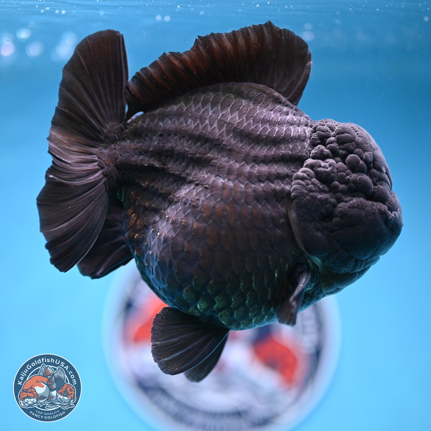 Jumbo Shogun Jet Black Godzilla Oranda 6.5 inches - Male (241122_OR22) - Kaiju Goldfish USA