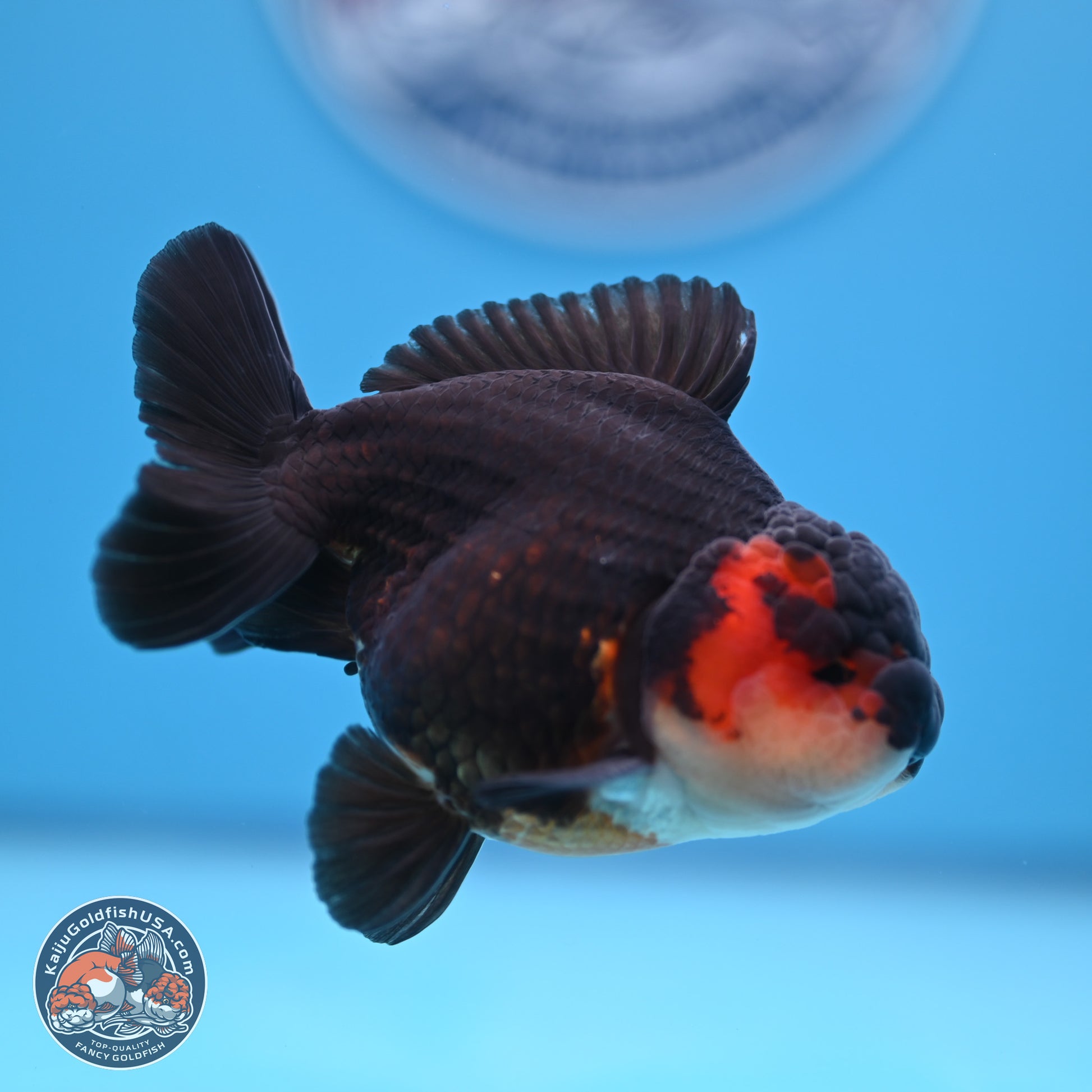 Tricolor Oranda 3.5-4.5 inches (240913_OR22) - Kaiju Goldfish USA