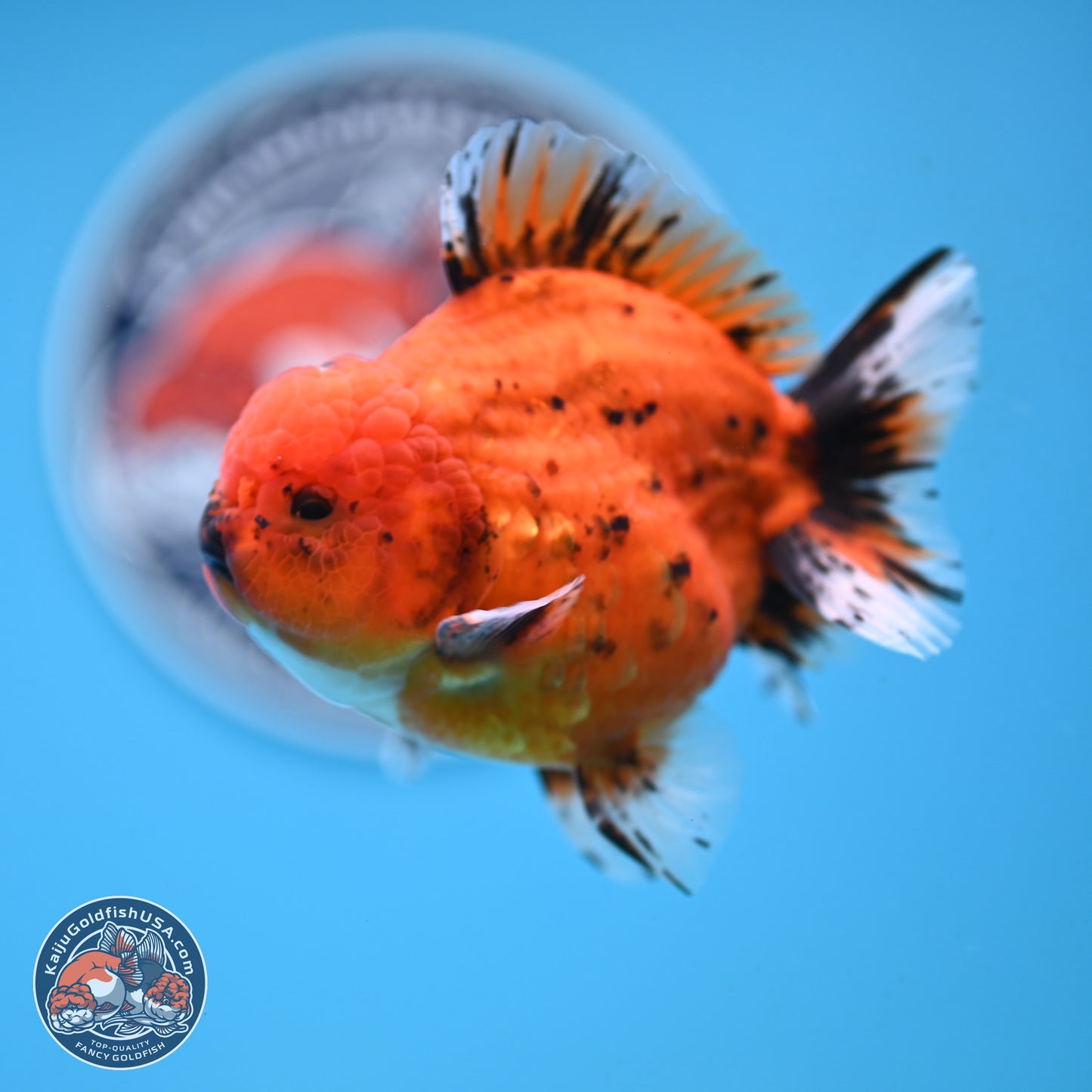 Shogun Tiger Oranda 3.75 inches Body - Male (250131_OR22)