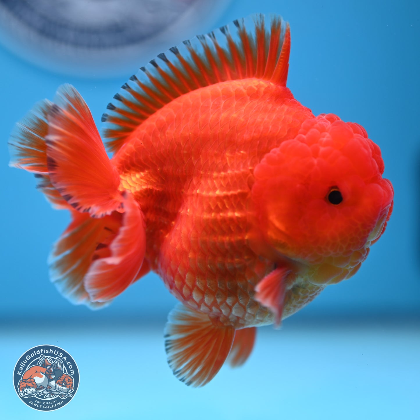 Classic Red YuanBao Oranda 3.5 inches Body - Male (241227_OR22) - Kaiju Goldfish USA