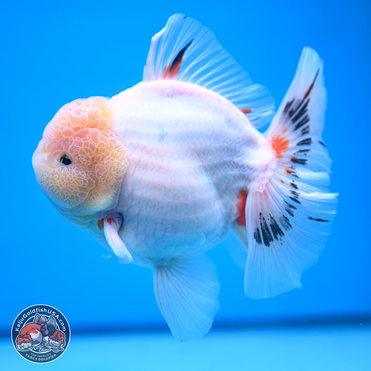 Jumbo Shogun Calico Rose Tail Oranda 6.5 inches - Male (241115_OR22) - Kaiju Goldfish USA