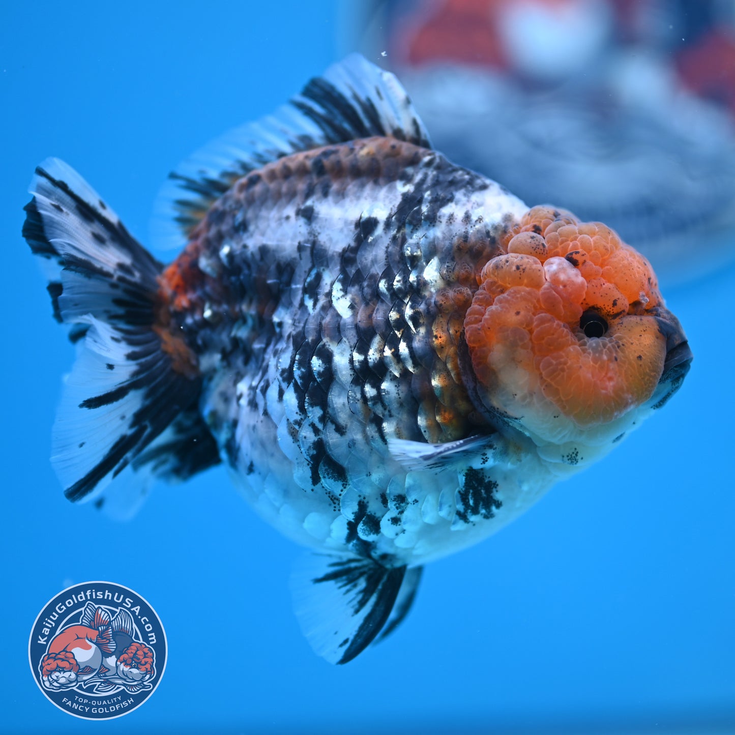 Shogun Blue Base Tiger Oranda 4 inches Body (250530_OR22)