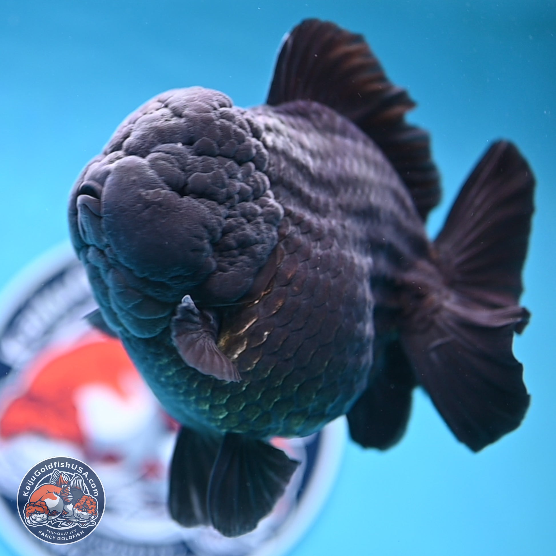 Jumbo Shogun Jet Black Godzilla Oranda 6.5 inches - Male (241122_OR22) - Kaiju Goldfish USA