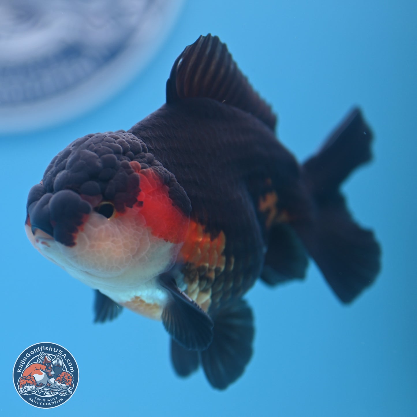 Tricolor Oranda 3.5-4.5 inches (240913_OR22) - Kaiju Goldfish USA