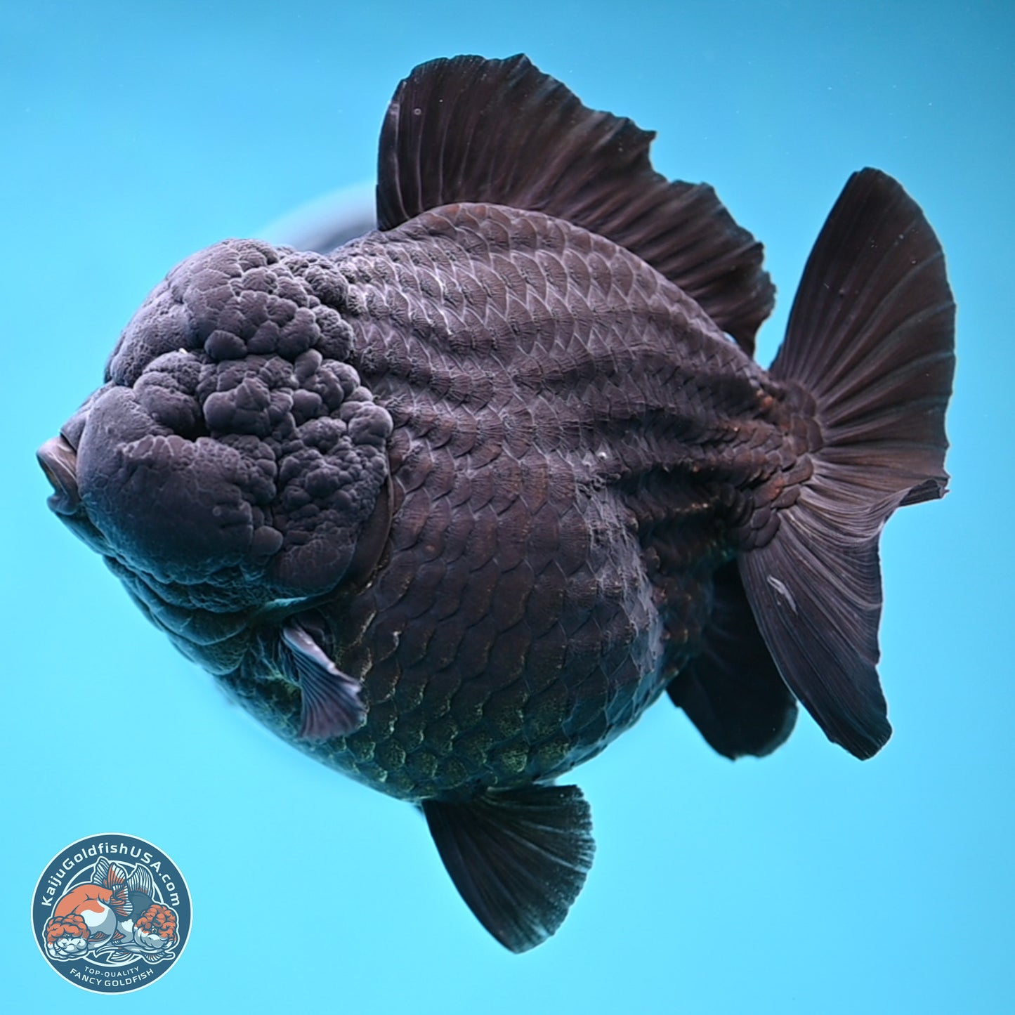 Jumbo Shogun Jet Black Godzilla Oranda 6.5 inches - Male (241122_OR22) - Kaiju Goldfish USA