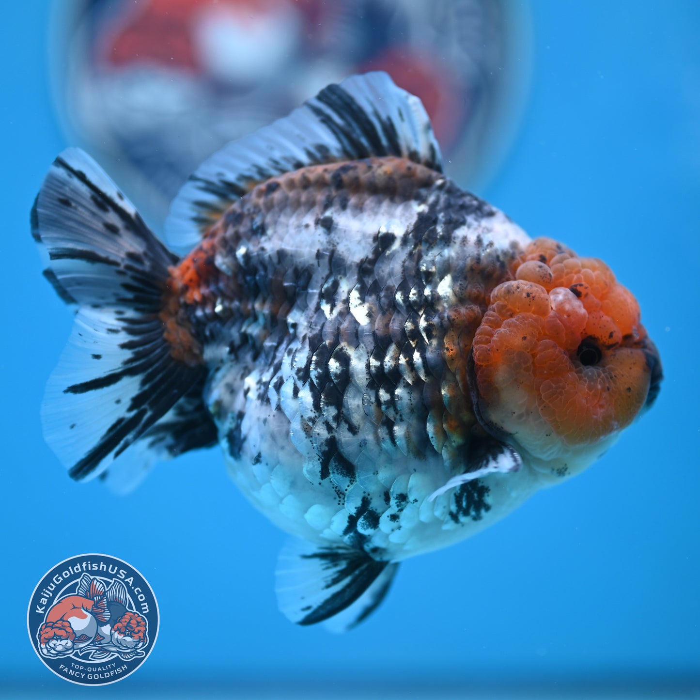 Shogun Blue Base Tiger Oranda 4 inches Body (250530_OR22)