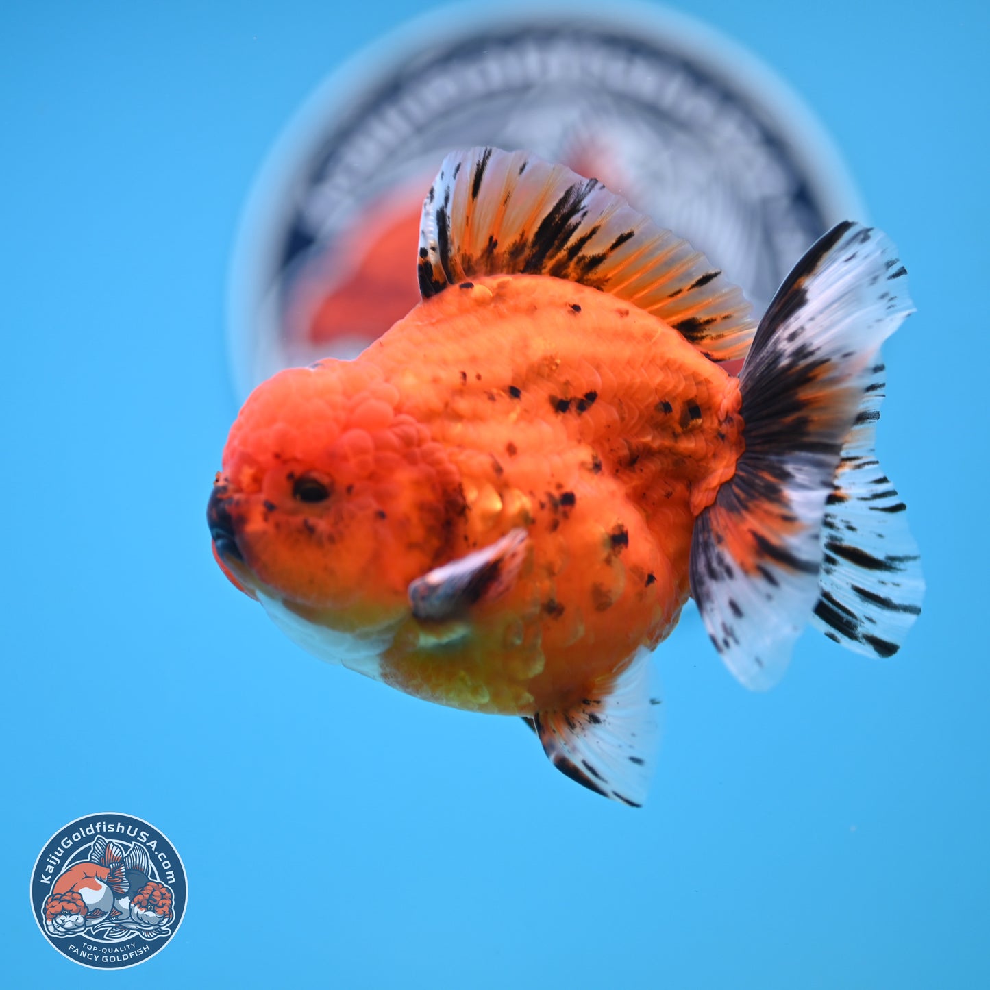 Shogun Tiger Oranda 3.75 inches Body - Male (250131_OR22)