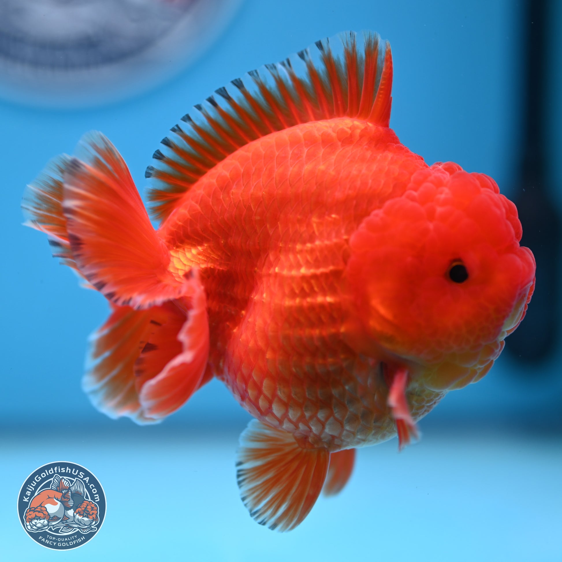 Classic Red YuanBao Oranda 3.5 inches Body - Male (241227_OR22) - Kaiju Goldfish USA