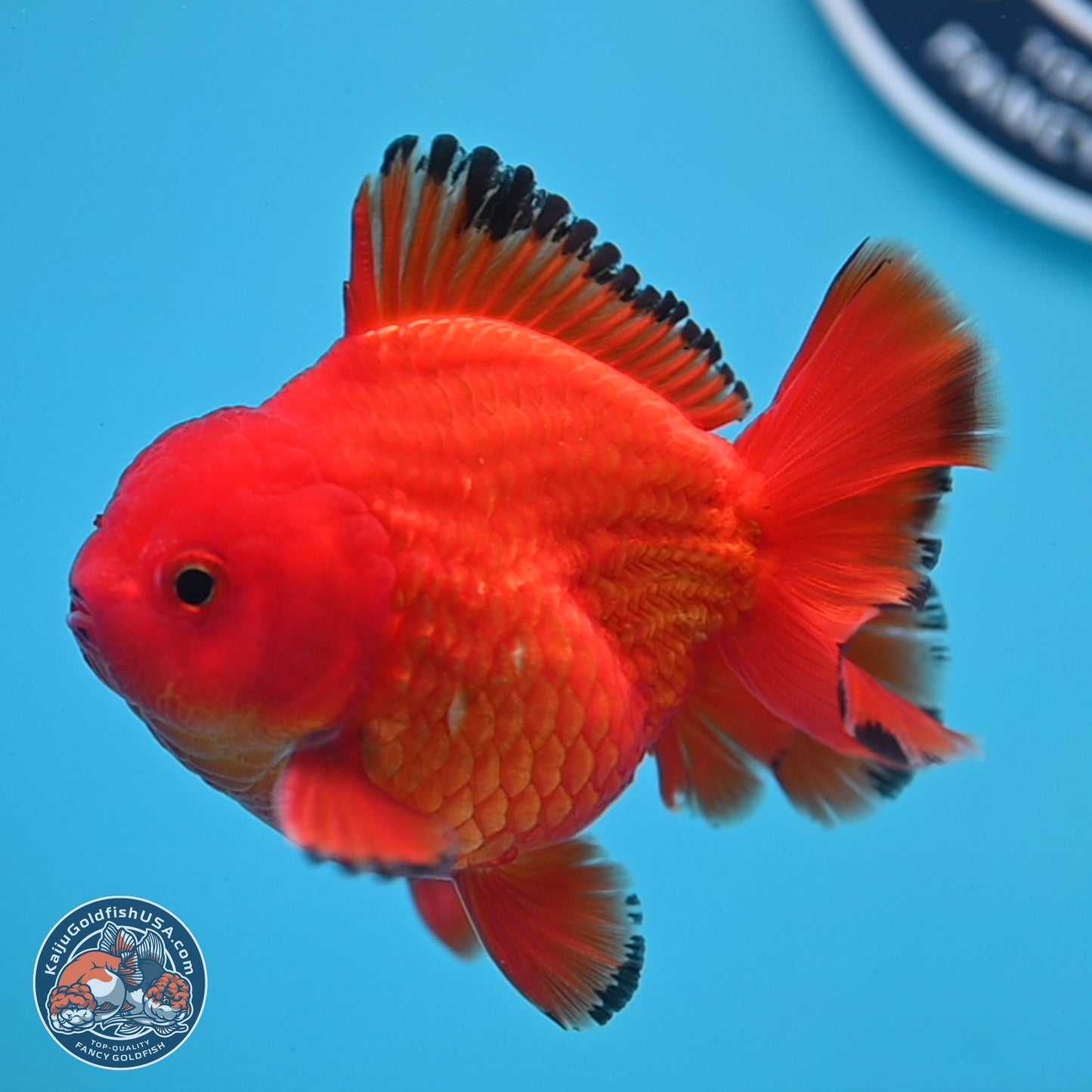Apache YuanBao Oranda 3.25 inches Body - Male (250307_OR22)