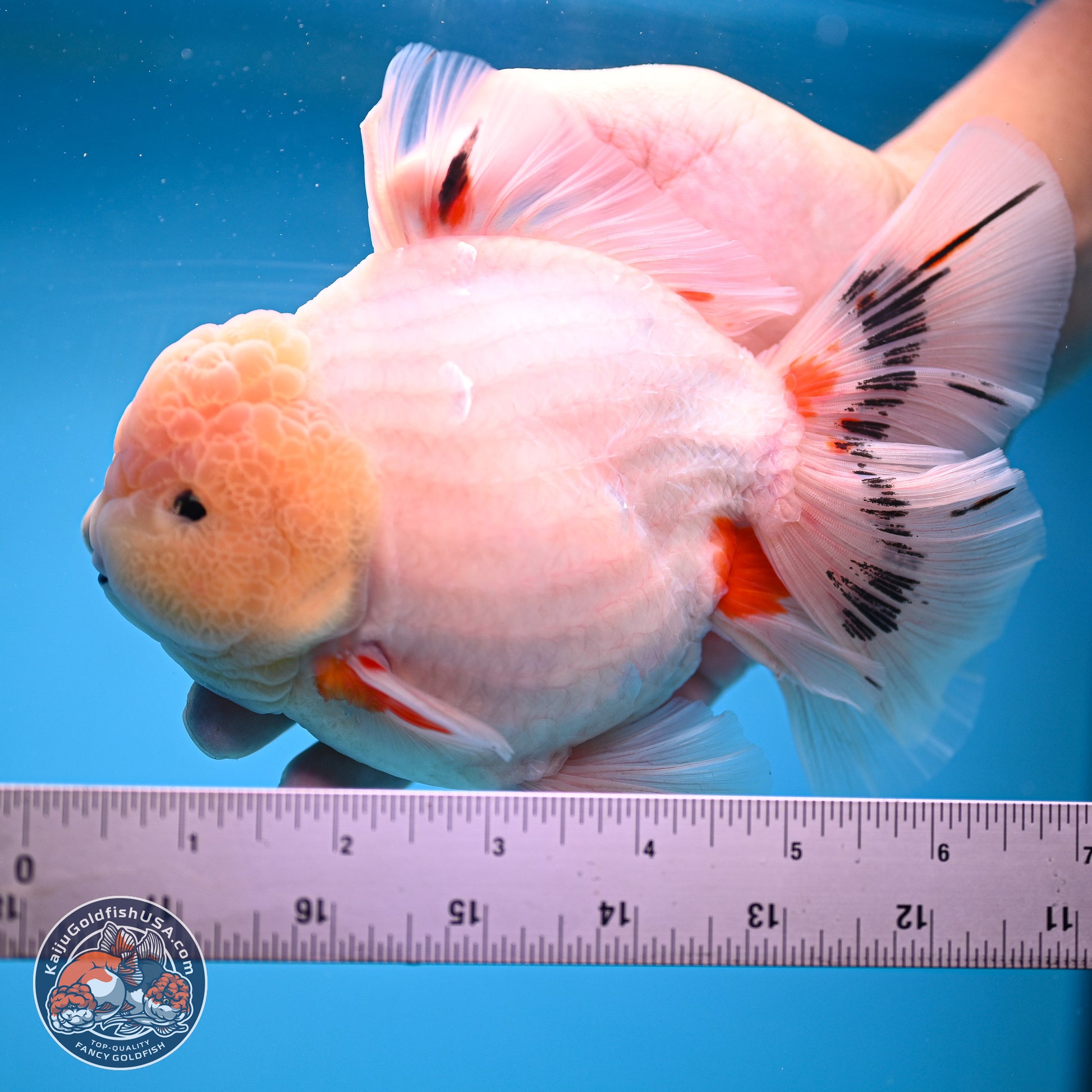 Jumbo Shogun Calico Rose Tail Oranda 6.5 inches - Male (241115_OR22) - Kaiju Goldfish USA