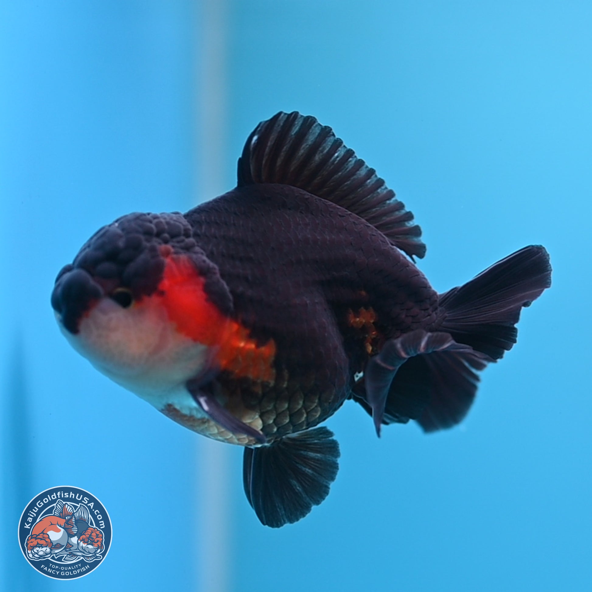 Tricolor Oranda 3.5-4.5 inches (240913_OR22) - Kaiju Goldfish USA