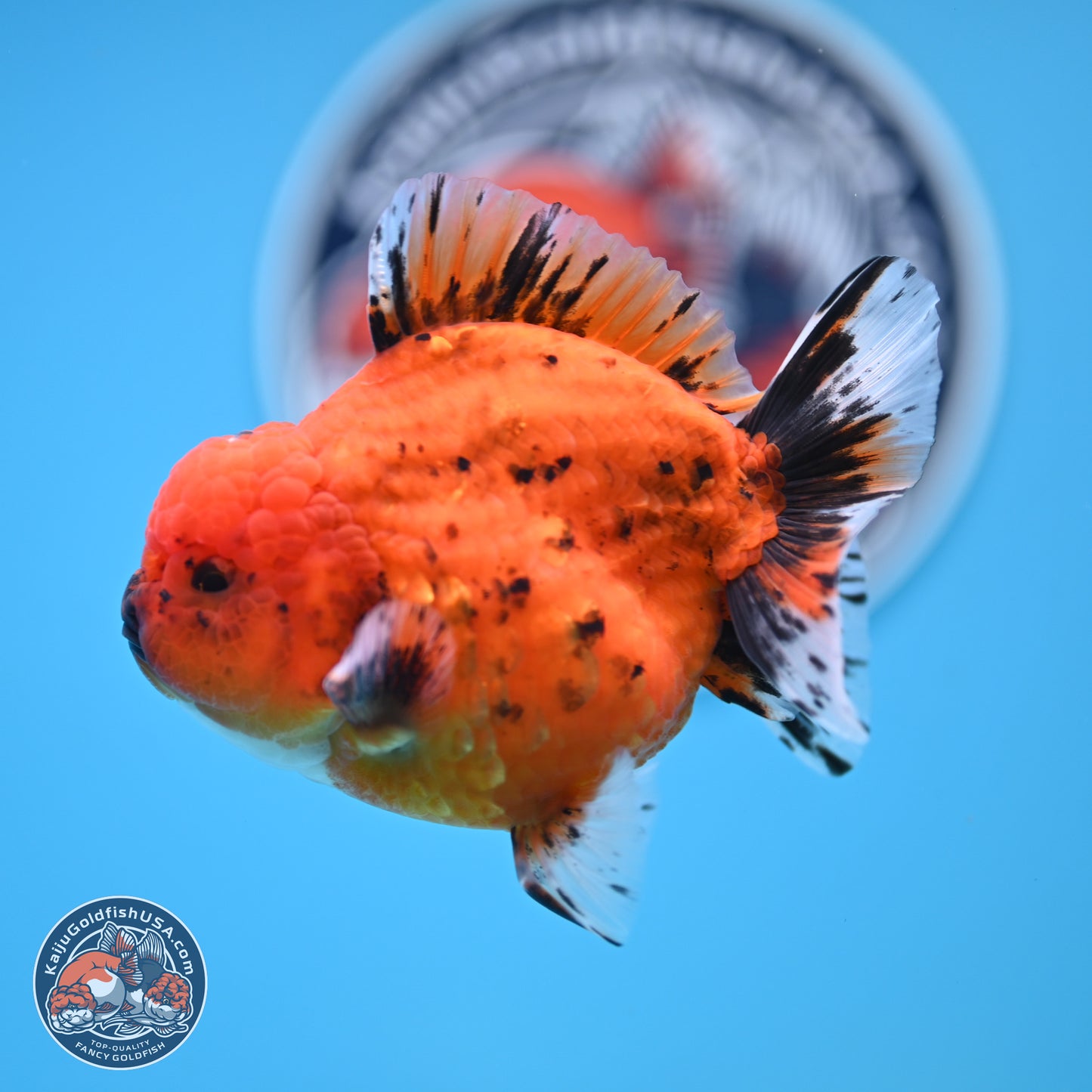 Shogun Tiger Oranda 3.75 inches Body - Male (250131_OR22)