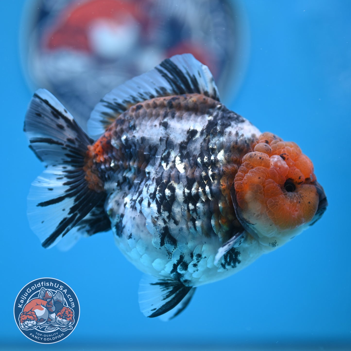 Shogun Blue Base Tiger Oranda 4 inches Body (250530_OR22)