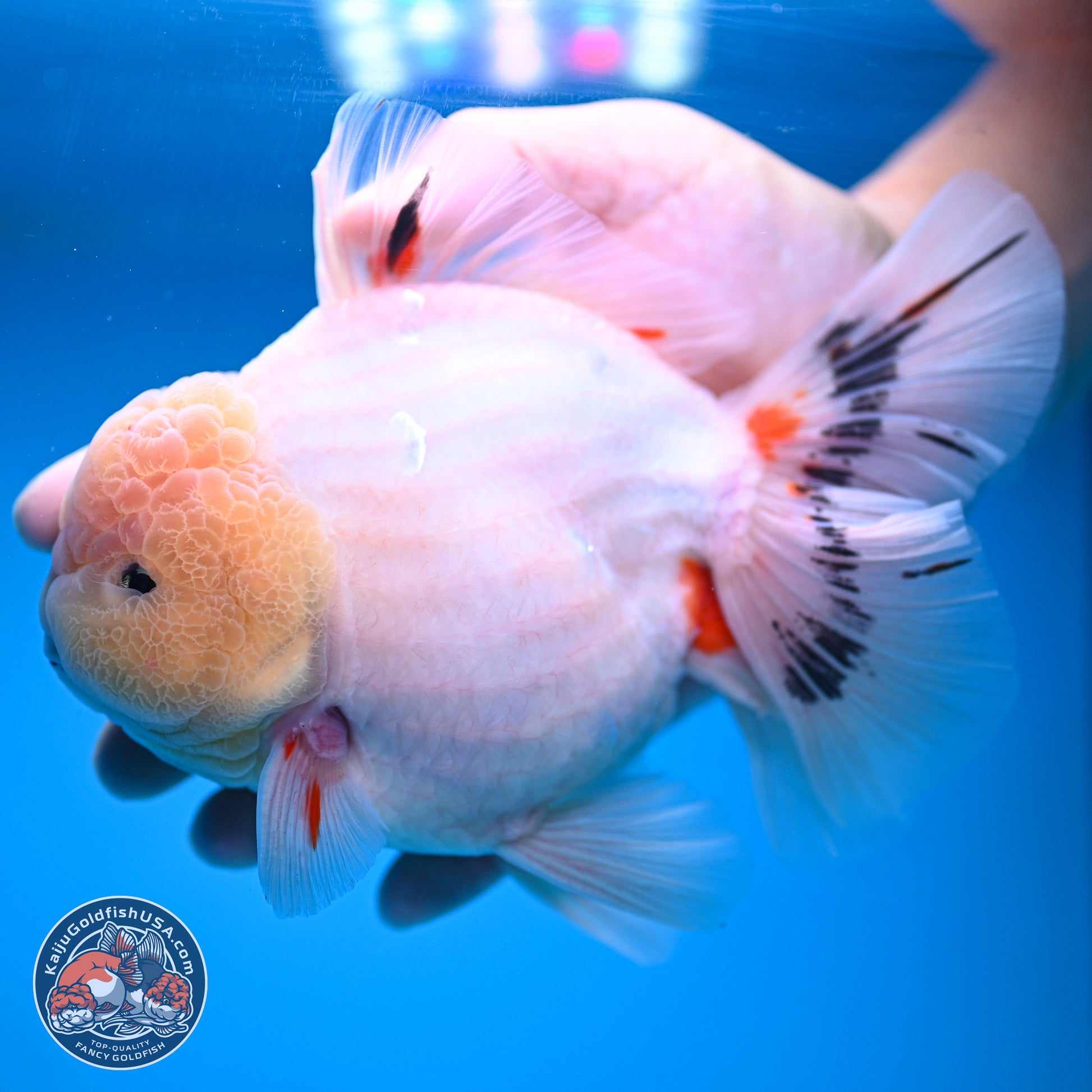 Jumbo Shogun Calico Rose Tail Oranda 6.5 inches - Male (241115_OR22) - Kaiju Goldfish USA