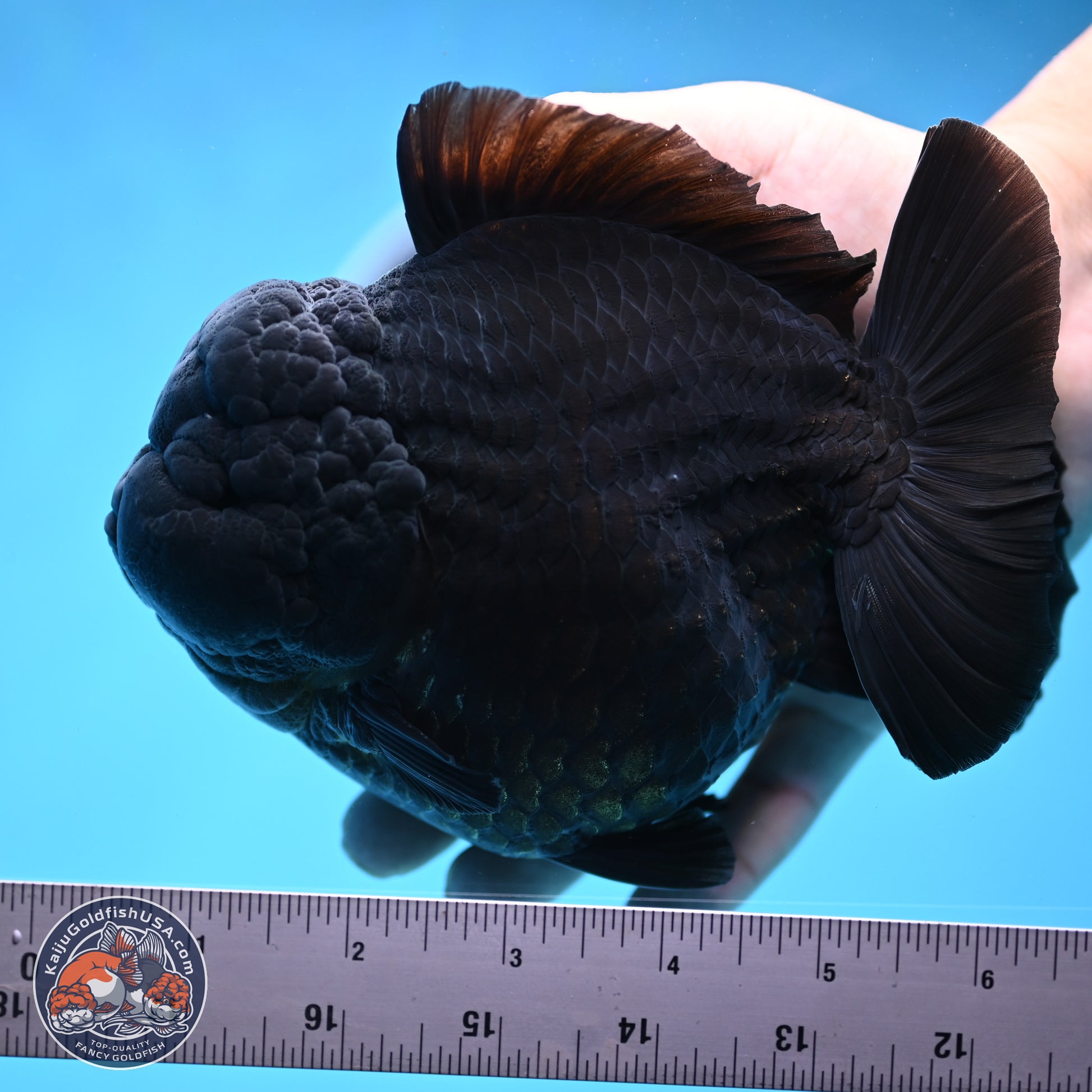 Jumbo Shogun Jet Black Godzilla Oranda 6.5 inches - Male (241122_OR22) - Kaiju Goldfish USA