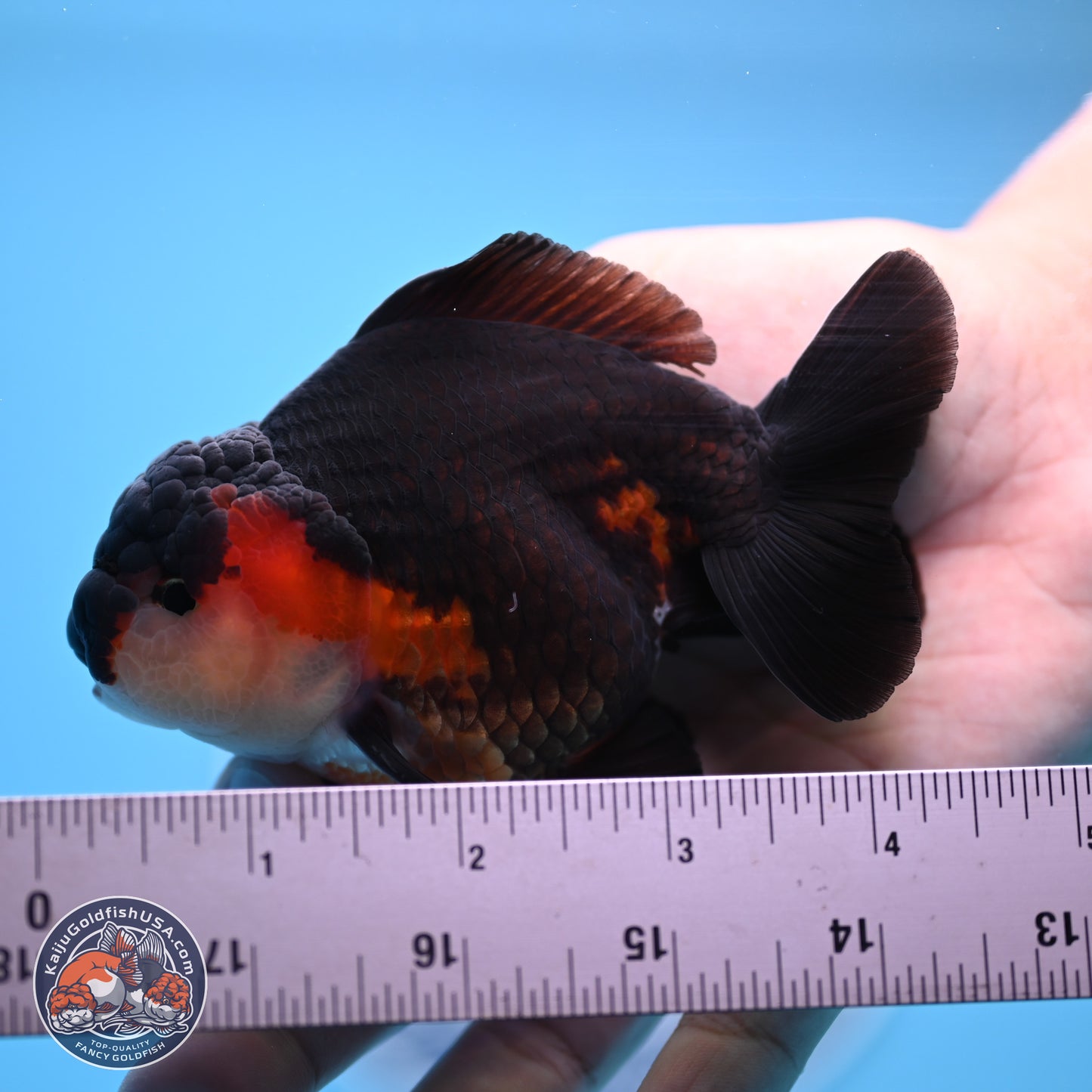 Tricolor Oranda 3.5-4.5 inches (240913_OR22) - Kaiju Goldfish USA