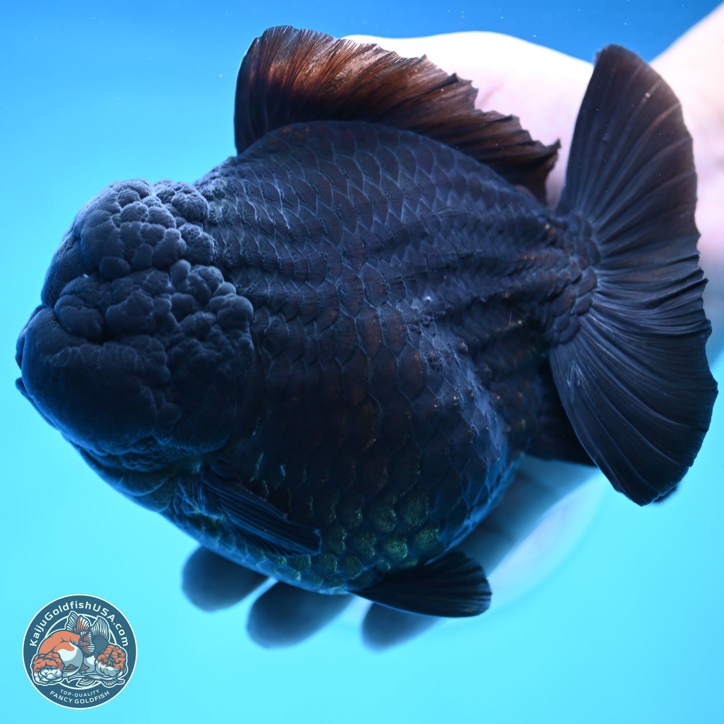 Jumbo Shogun Jet Black Godzilla Oranda 6.5 inches - Male (241122_OR22) - Kaiju Goldfish USA