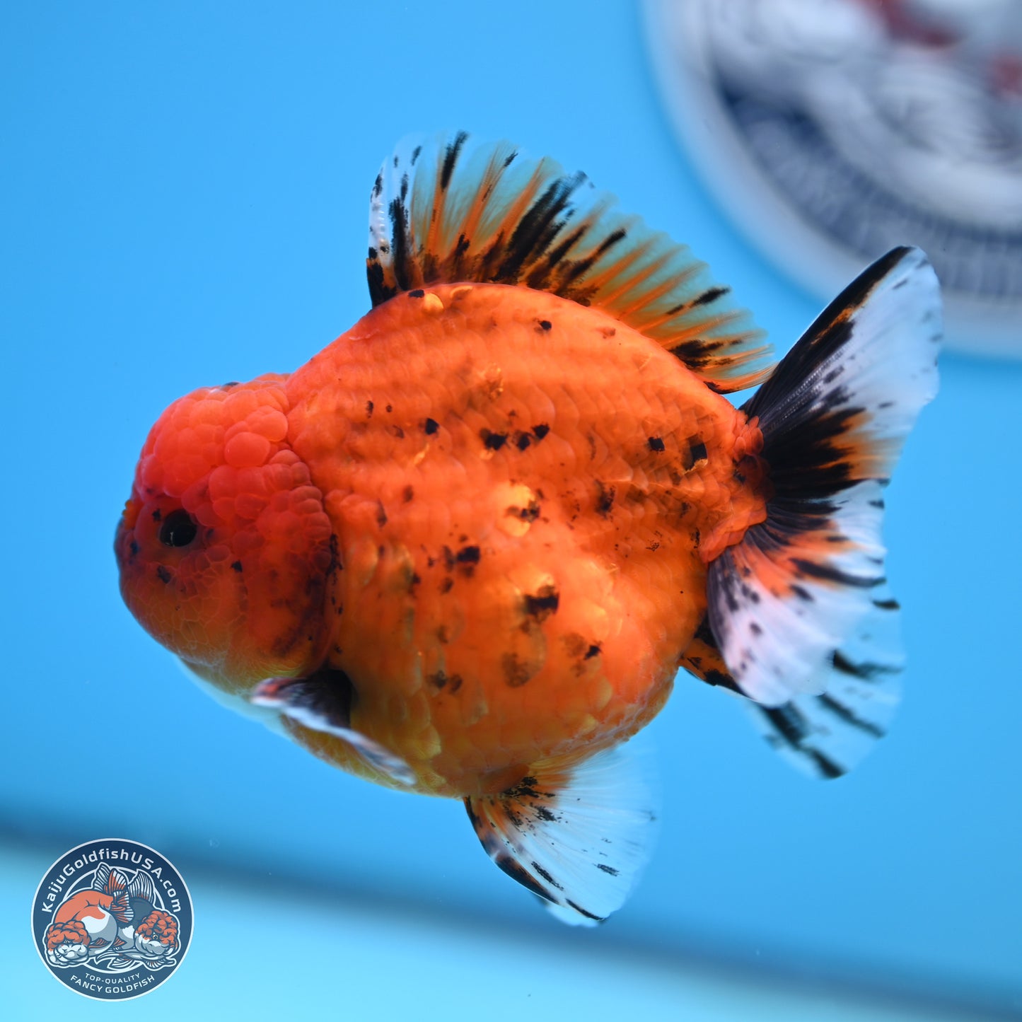 Shogun Tiger Oranda 3.75 inches Body - Male (250131_OR22)