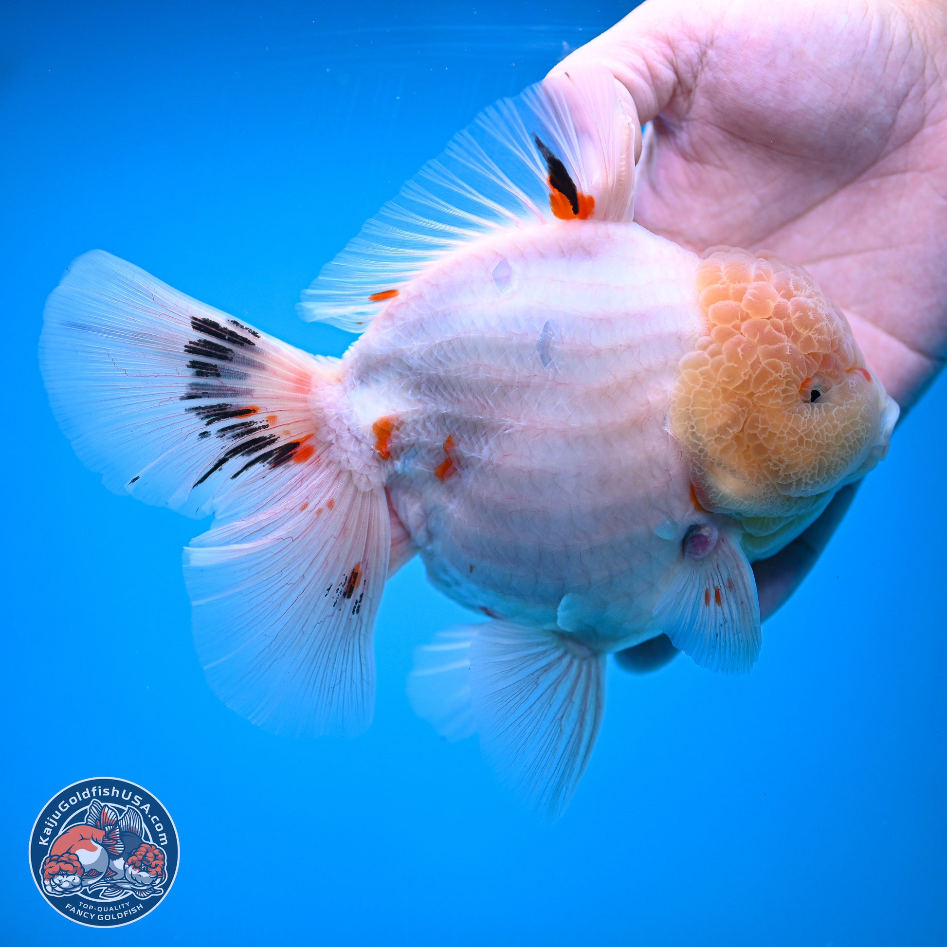 Jumbo Shogun Calico Rose Tail Oranda 6.5 inches - Male (241115_OR22) - Kaiju Goldfish USA