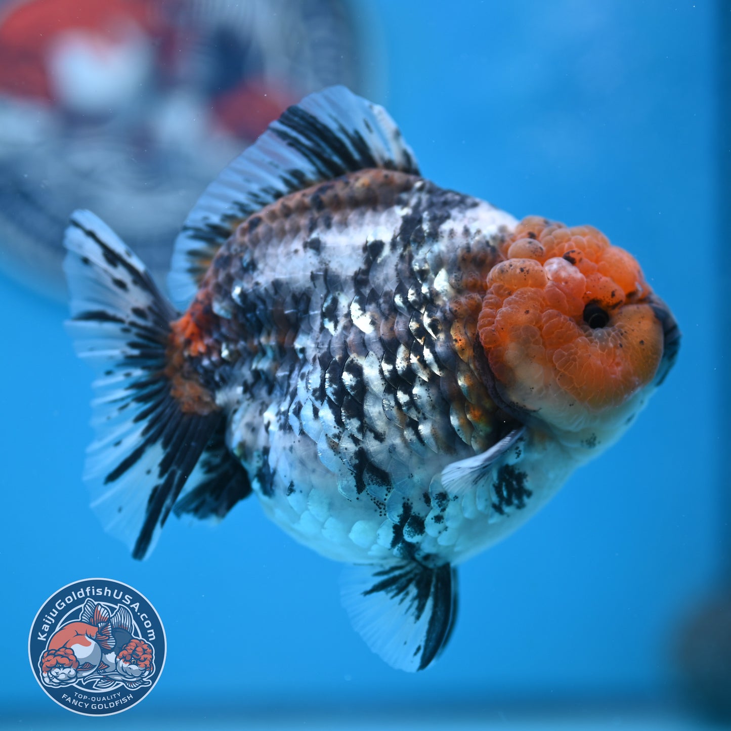 Shogun Blue Base Tiger Oranda 4 inches Body (250530_OR22)