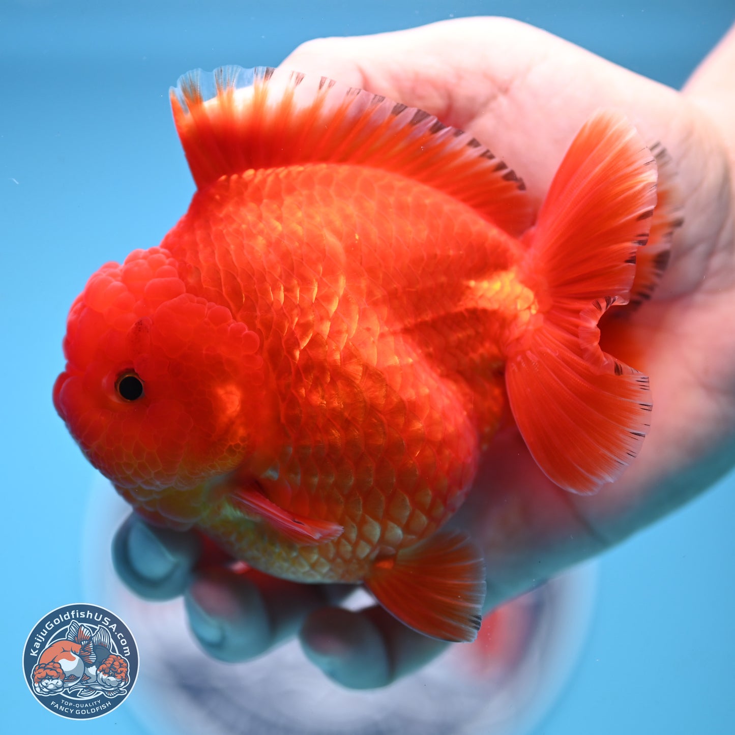 Classic Red YuanBao Oranda 3.5 inches Body - Male (241227_OR22) - Kaiju Goldfish USA