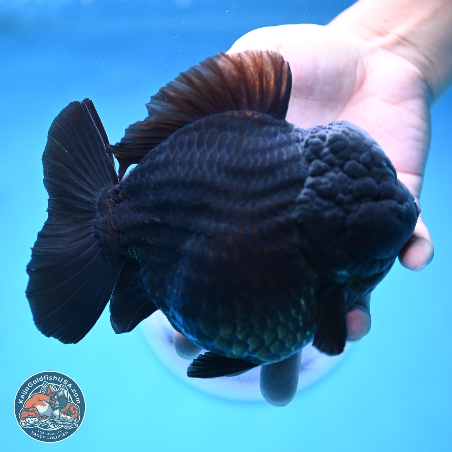 Jumbo Shogun Jet Black Godzilla Oranda 6.5 inches - Male (241122_OR22) - Kaiju Goldfish USA