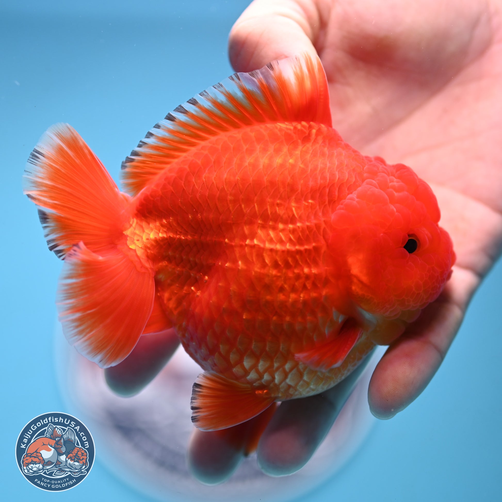 Classic Red YuanBao Oranda 3.5 inches Body - Male (241227_OR22) - Kaiju Goldfish USA