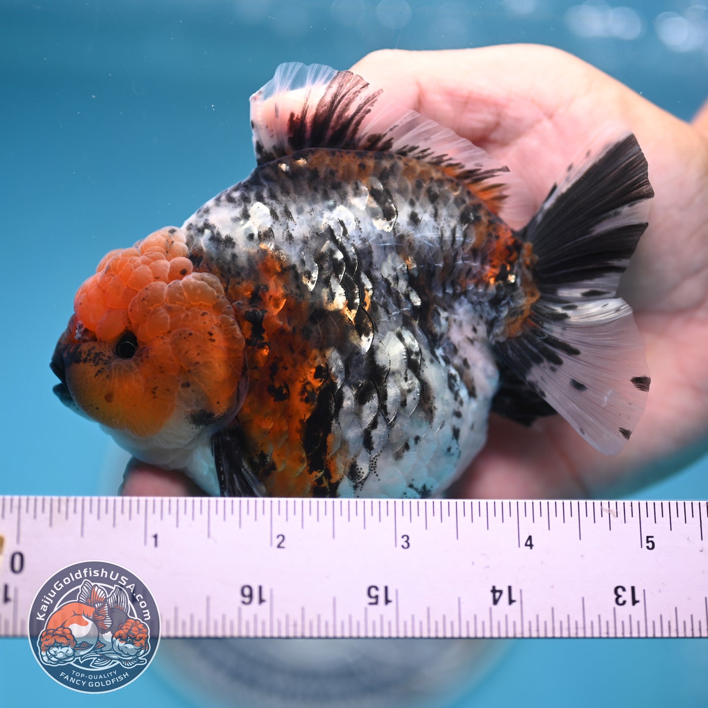Shogun Blue Base Tiger Oranda 4 inches Body (250530_OR22)