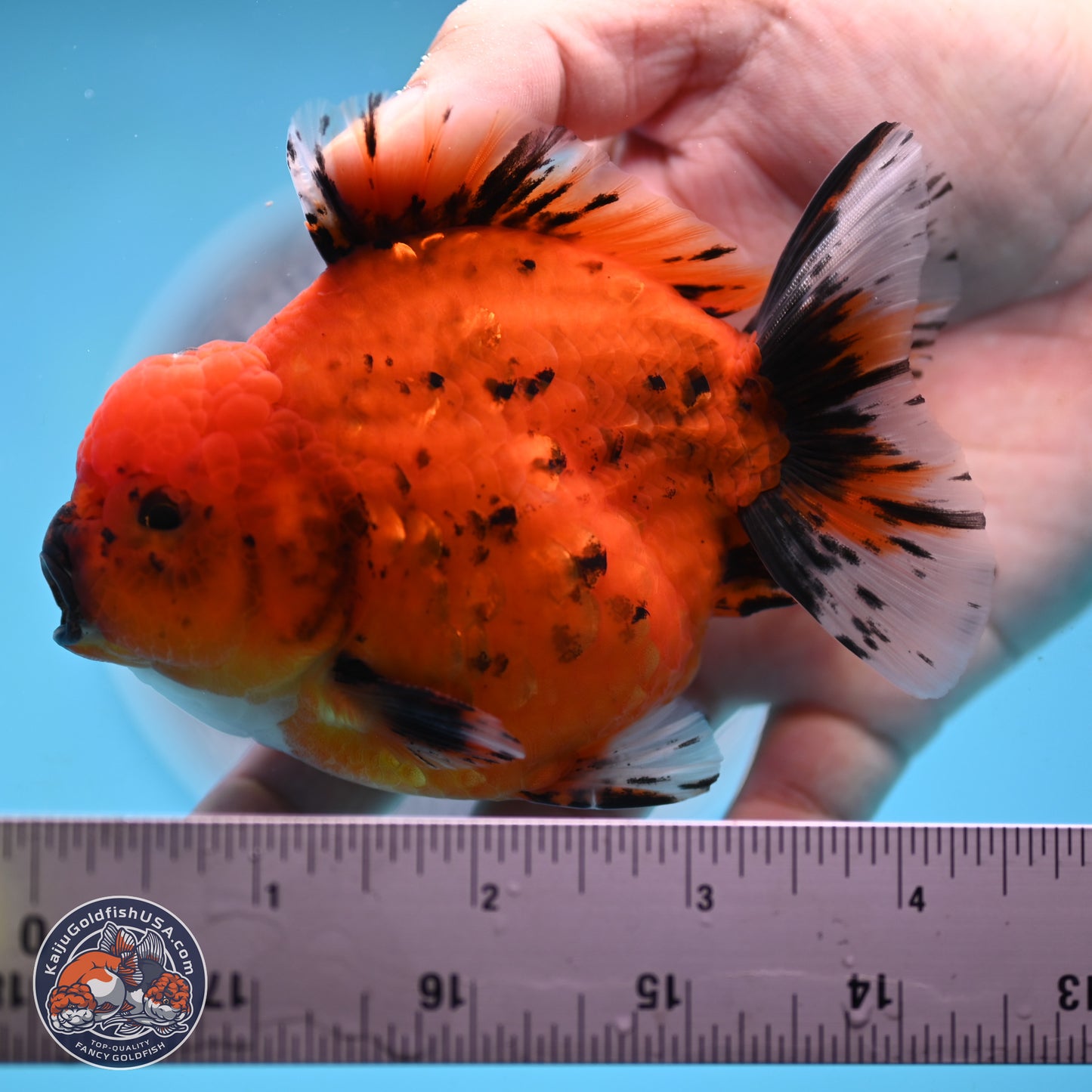 Shogun Tiger Oranda 3.75 inches Body - Male (250131_OR22)