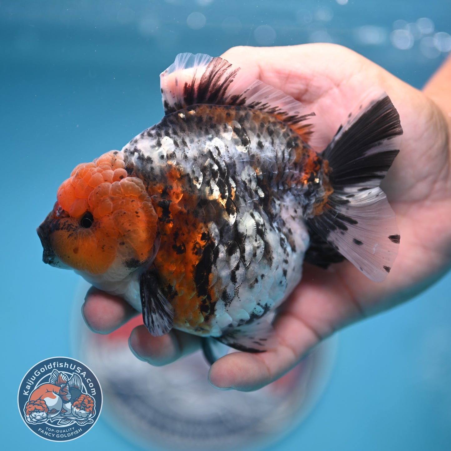Shogun Blue Base Tiger Oranda 4 inches Body (250530_OR22)