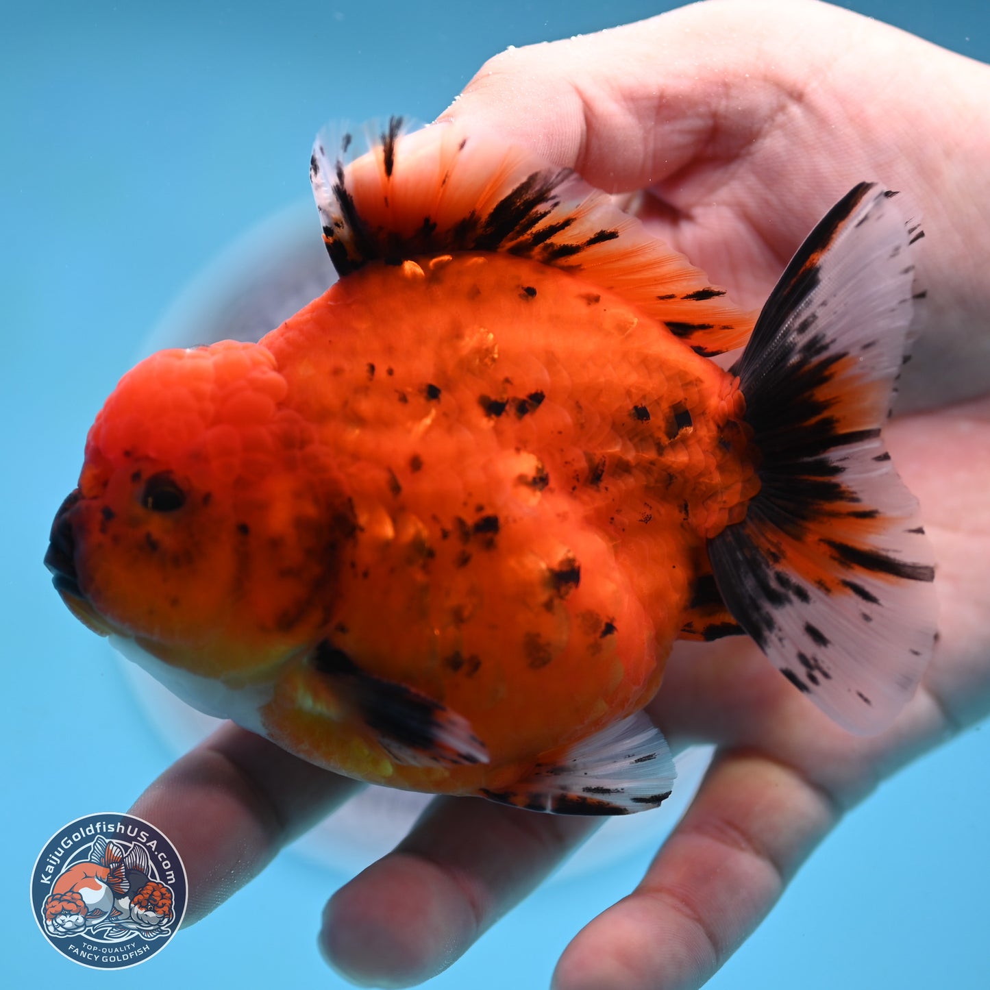 Shogun Tiger Oranda 3.75 inches Body - Male (250131_OR22)