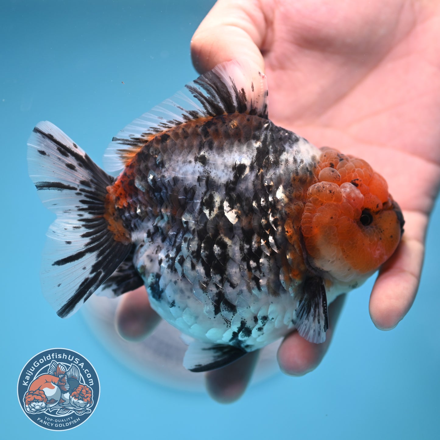 Shogun Blue Base Tiger Oranda 4 inches Body (250530_OR22)
