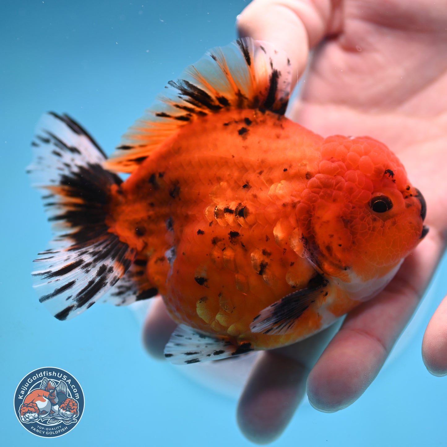 Shogun Tiger Oranda 3.75 inches Body - Male (250131_OR22)