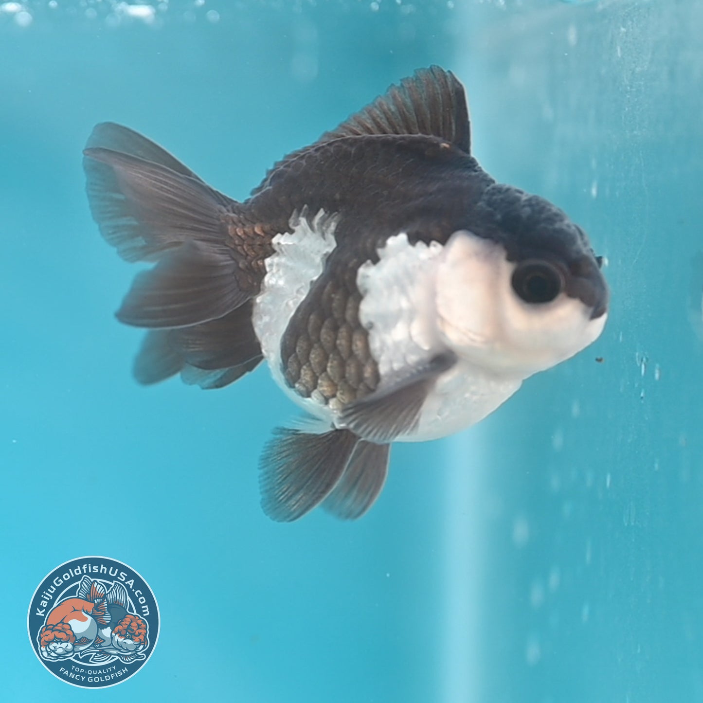 Panda Oranda 3 inches Body (250509_OR22)