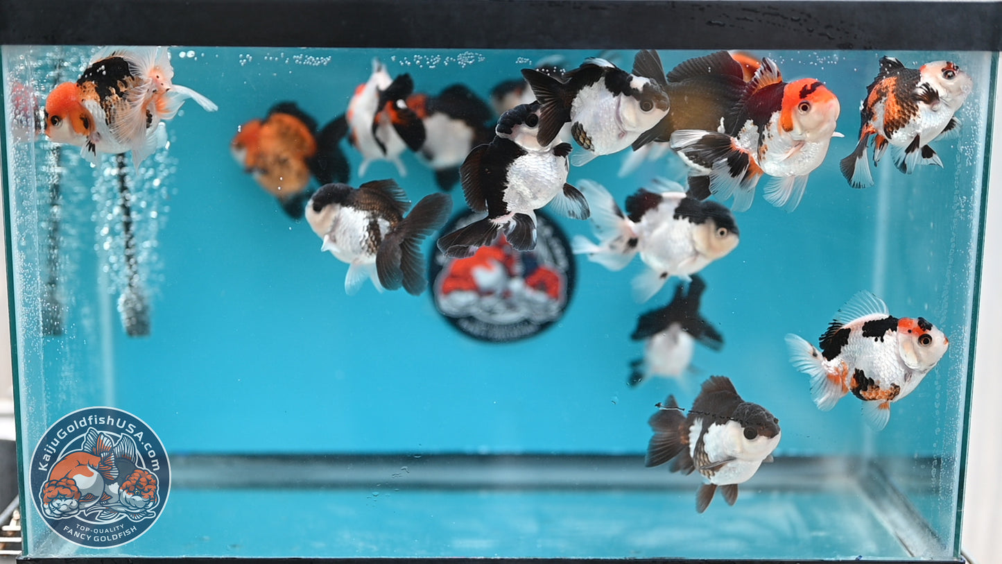 RANDOM Pick - 3-Pack Oranda 3 inches Body (250502_OR22)