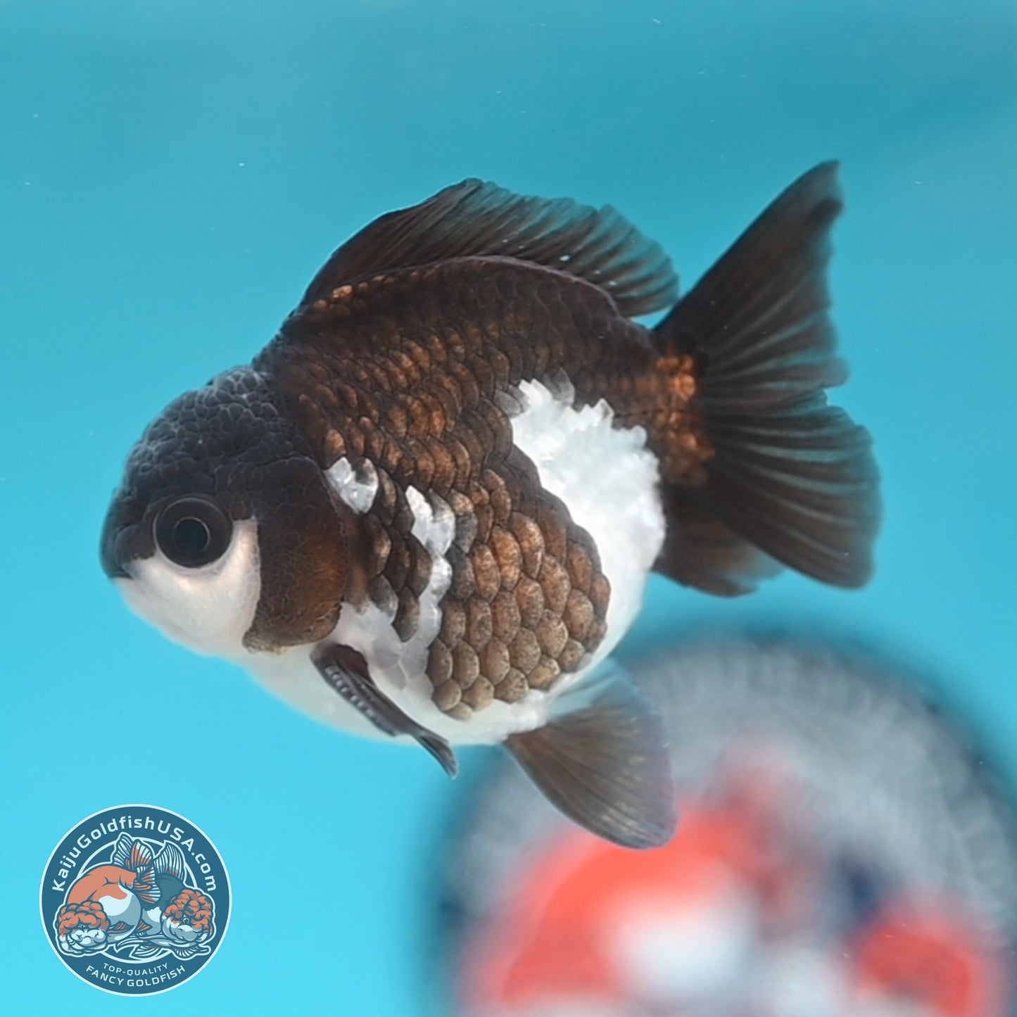 Panda Oranda 3 inches Body (250509_OR22)