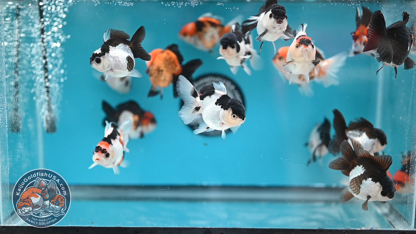 RANDOM Pick - 3-Pack Oranda 3 inches Body (250502_OR22)