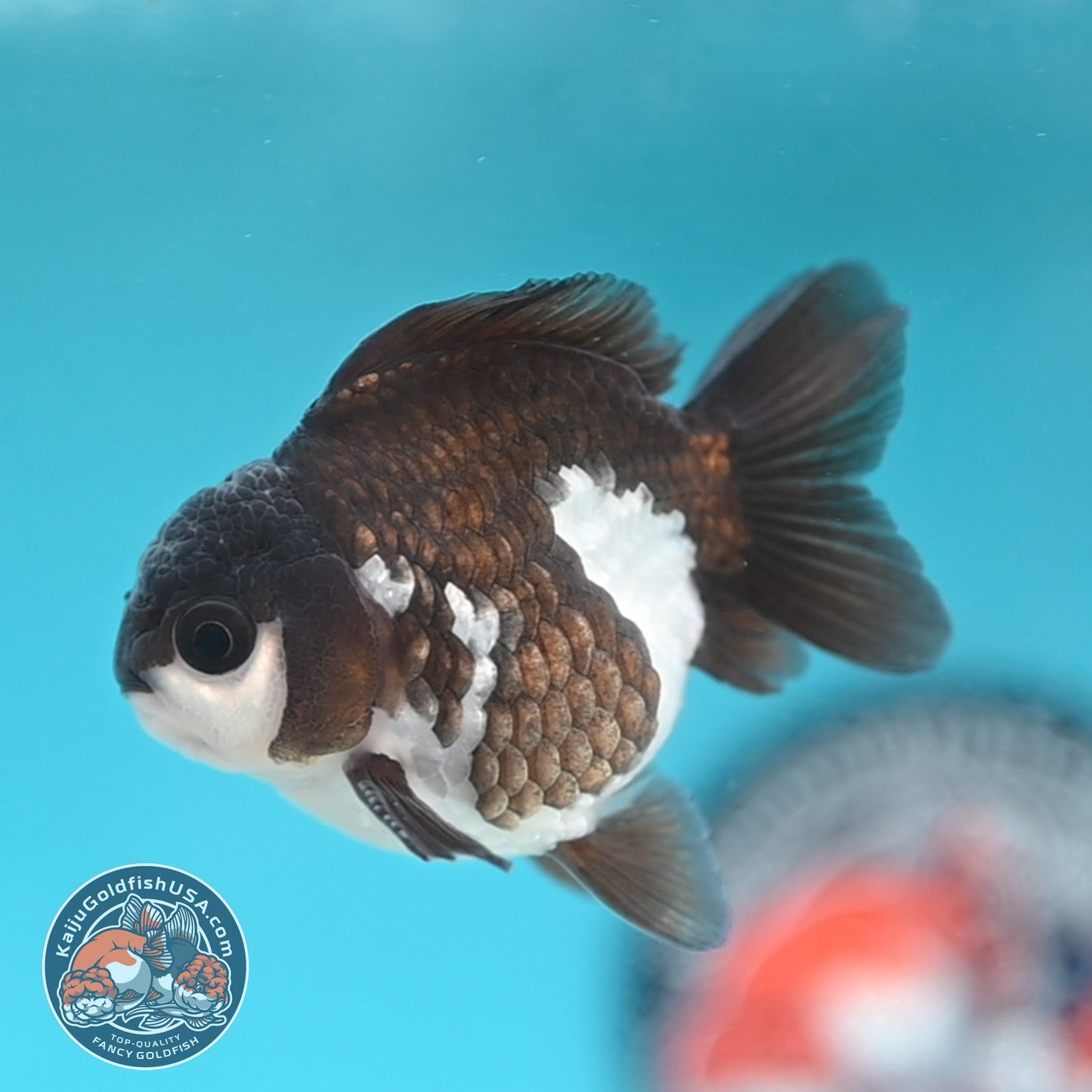 Panda Oranda 3 inches Body (250509_OR22)