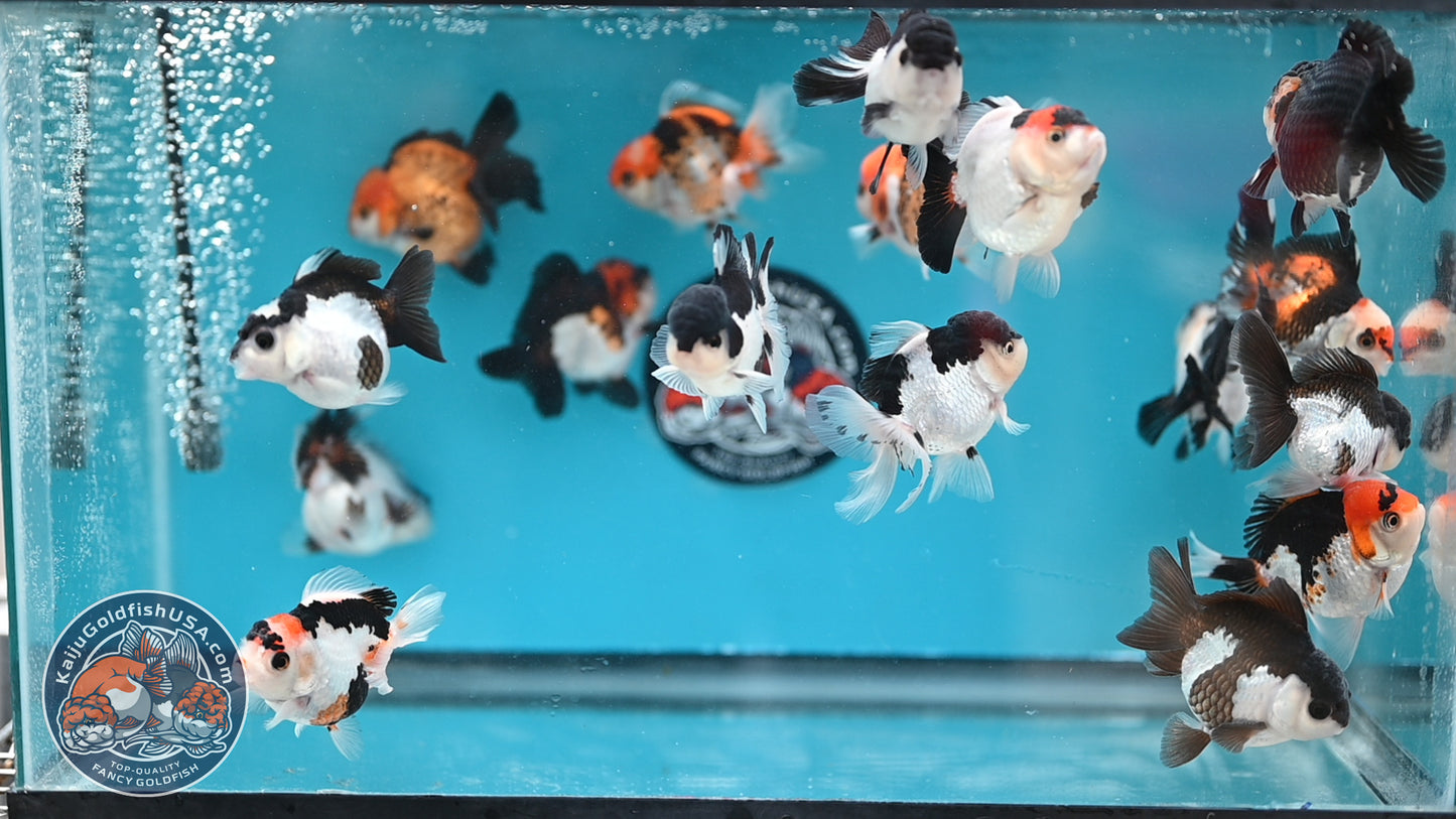 RANDOM Pick - 3-Pack Oranda 3 inches Body (250502_OR22)