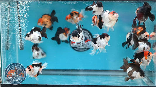 RANDOM Pick - 3-Pack Oranda 3 inches Body (250502_OR22)