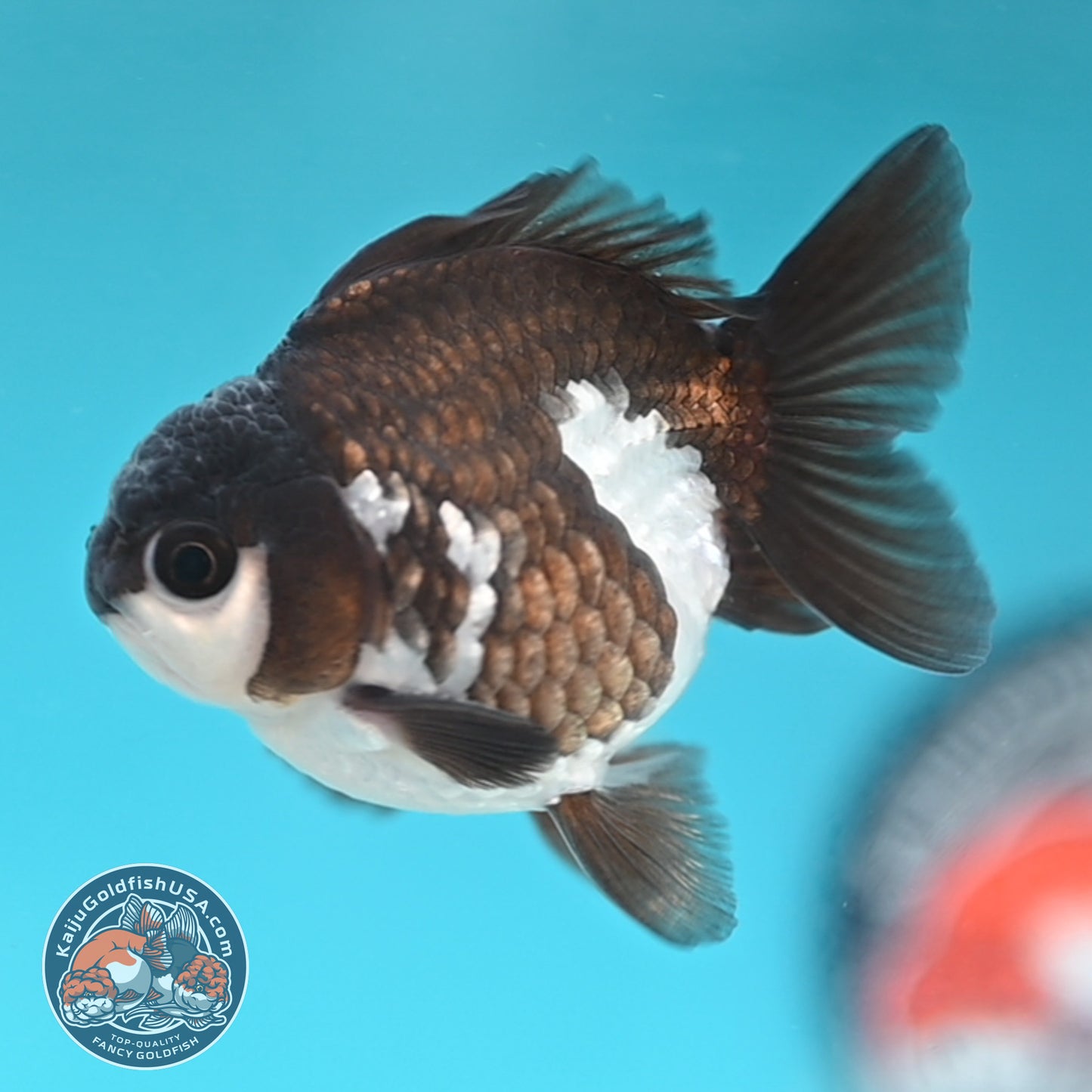 Panda Oranda 3 inches Body (250509_OR22)