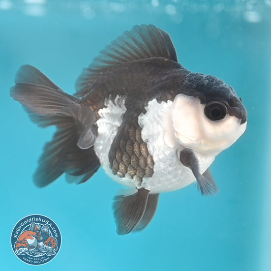 Panda Oranda 3 inches Body (250509_OR22)