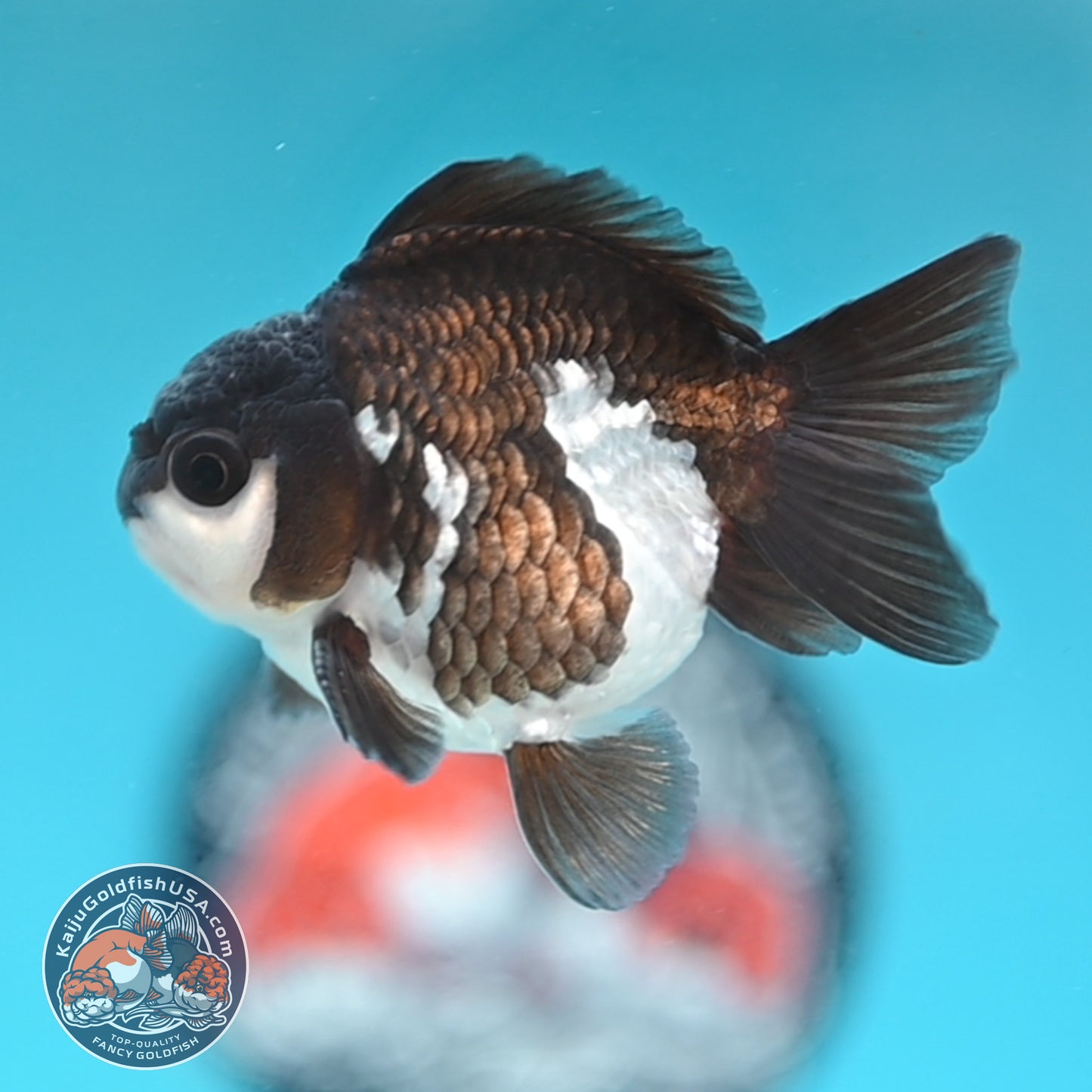 Panda Oranda 3 inches Body (250509_OR22)