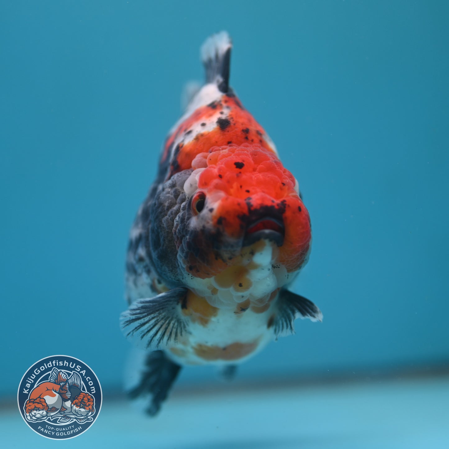 Jumbo Shogun Godzilla Oranda 4 inch Body (250822_OR23)